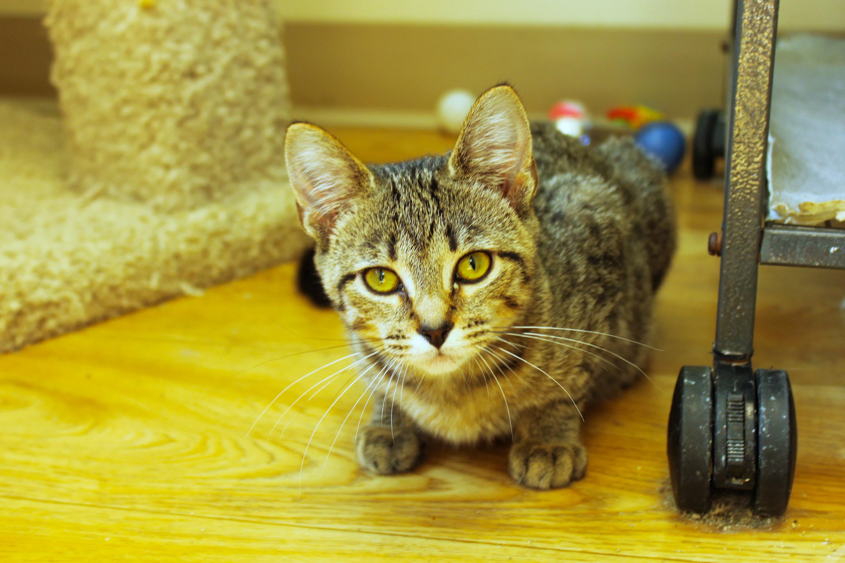Enlarge Scarlet, a Adoptable Domestic Short Hair in Urbana, OH image 4/6