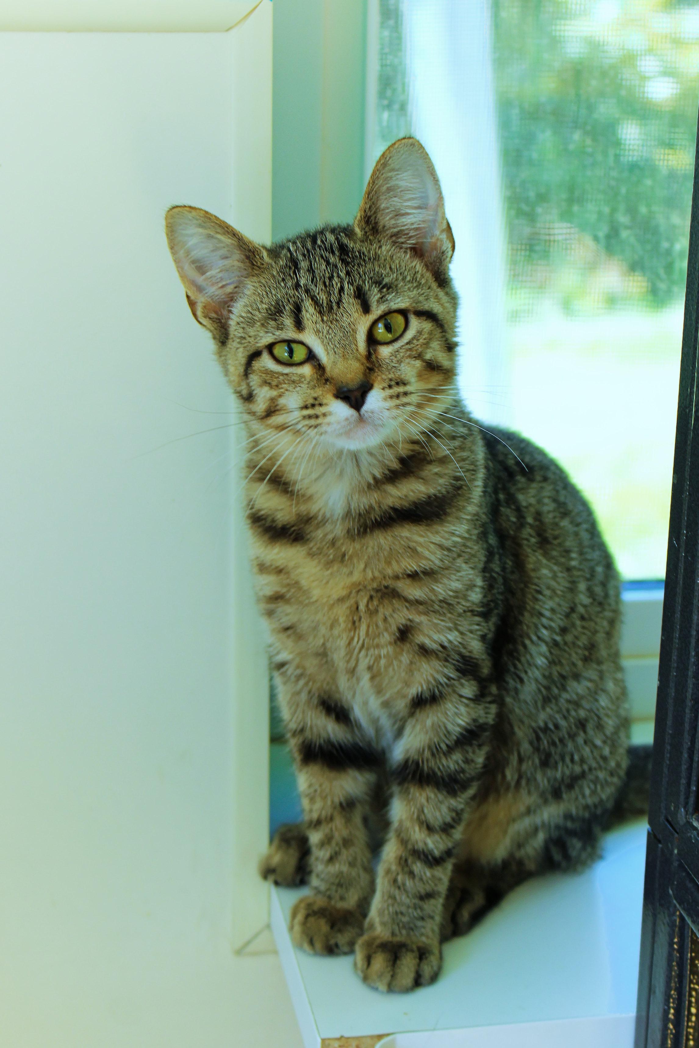 Enlarge Scarlet, a Adoptable Domestic Short Hair in Urbana, OH image 1/6