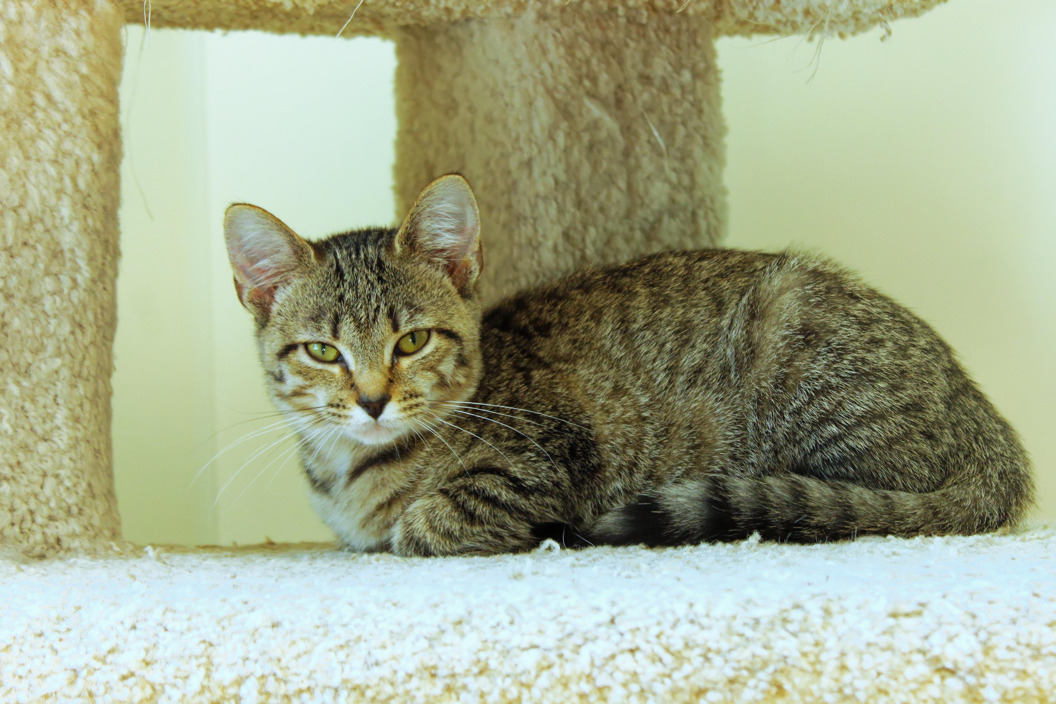 Enlarge Scarlet, a Adoptable Domestic Short Hair in Urbana, OH image 2/6