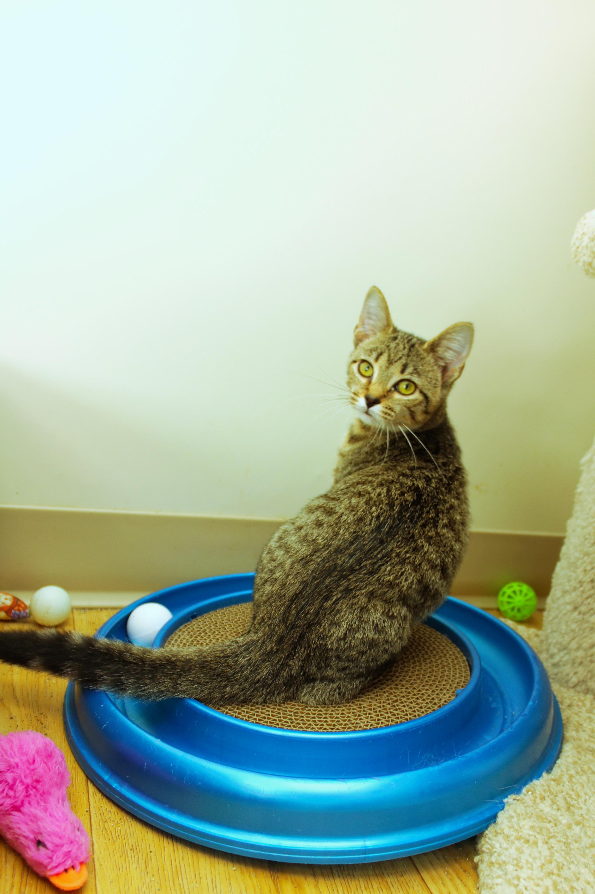 Enlarge Scarlet, a Adoptable Domestic Short Hair in Urbana, OH image 6/6