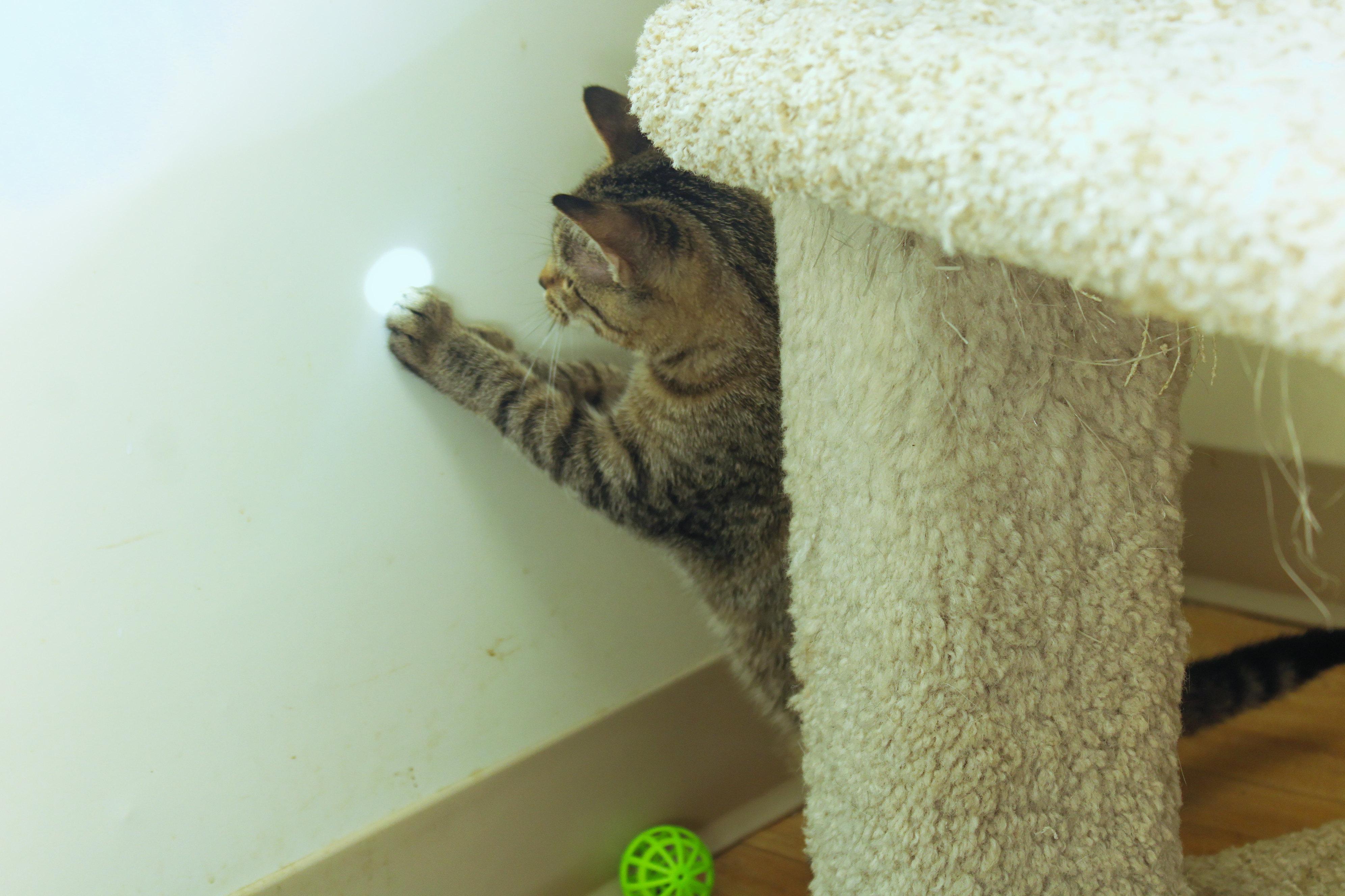Enlarge Scarlet, a Adoptable Domestic Short Hair in Urbana, OH image 5/6