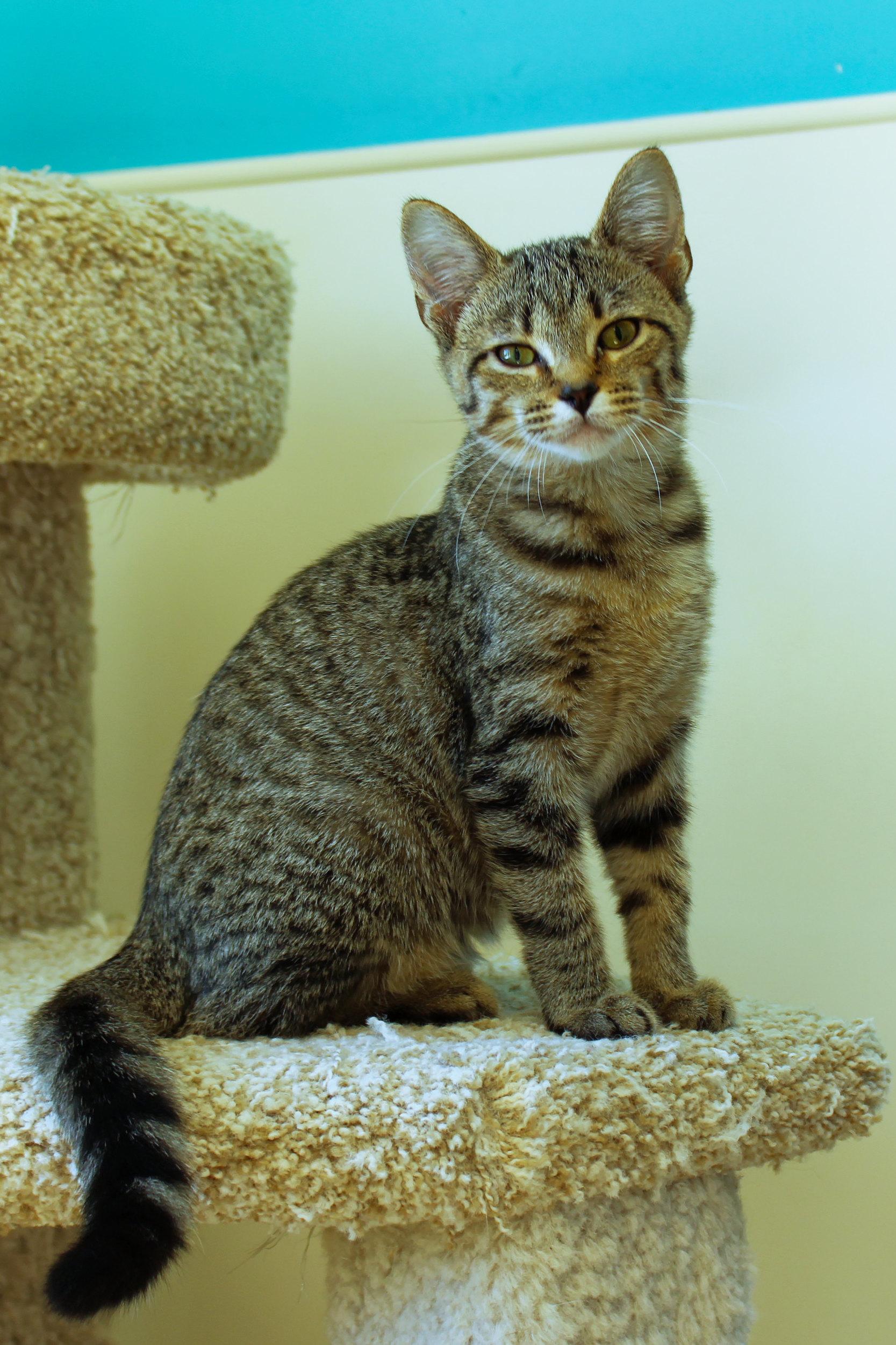 Enlarge Scarlet, a Adoptable Domestic Short Hair in Urbana, OH image 3/6