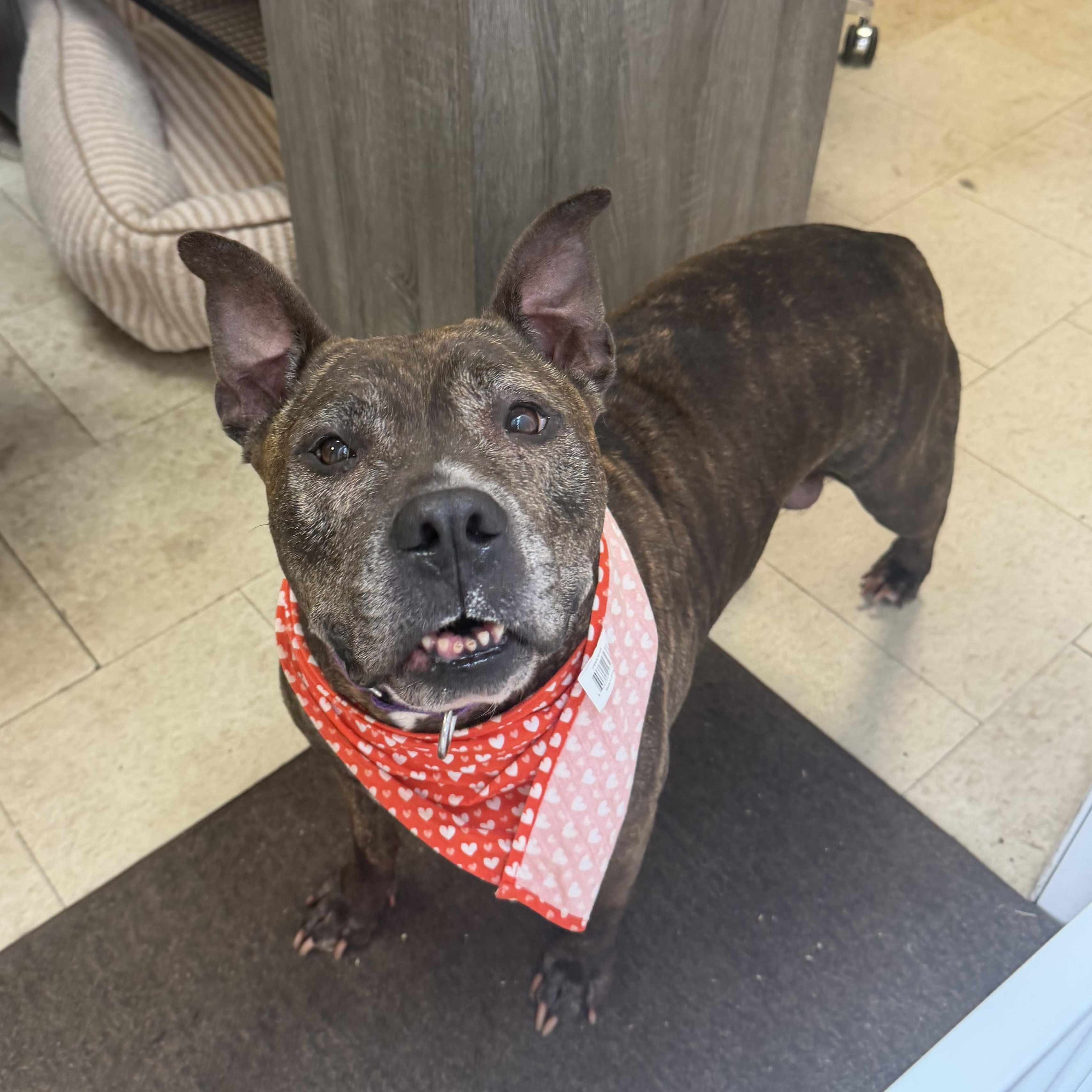 Enlarge Roxy, a ADOPTABLE mixed breed in Mahwah, NJ image 5/6