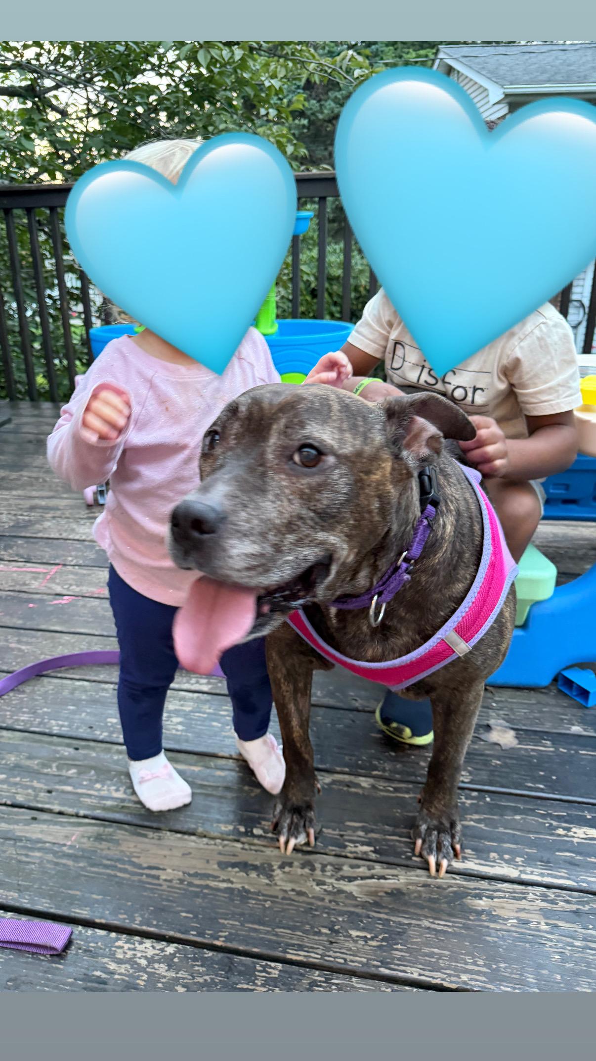 Enlarge Roxy, a Adoptable mixed breed in Mahwah, NJ image 6/6