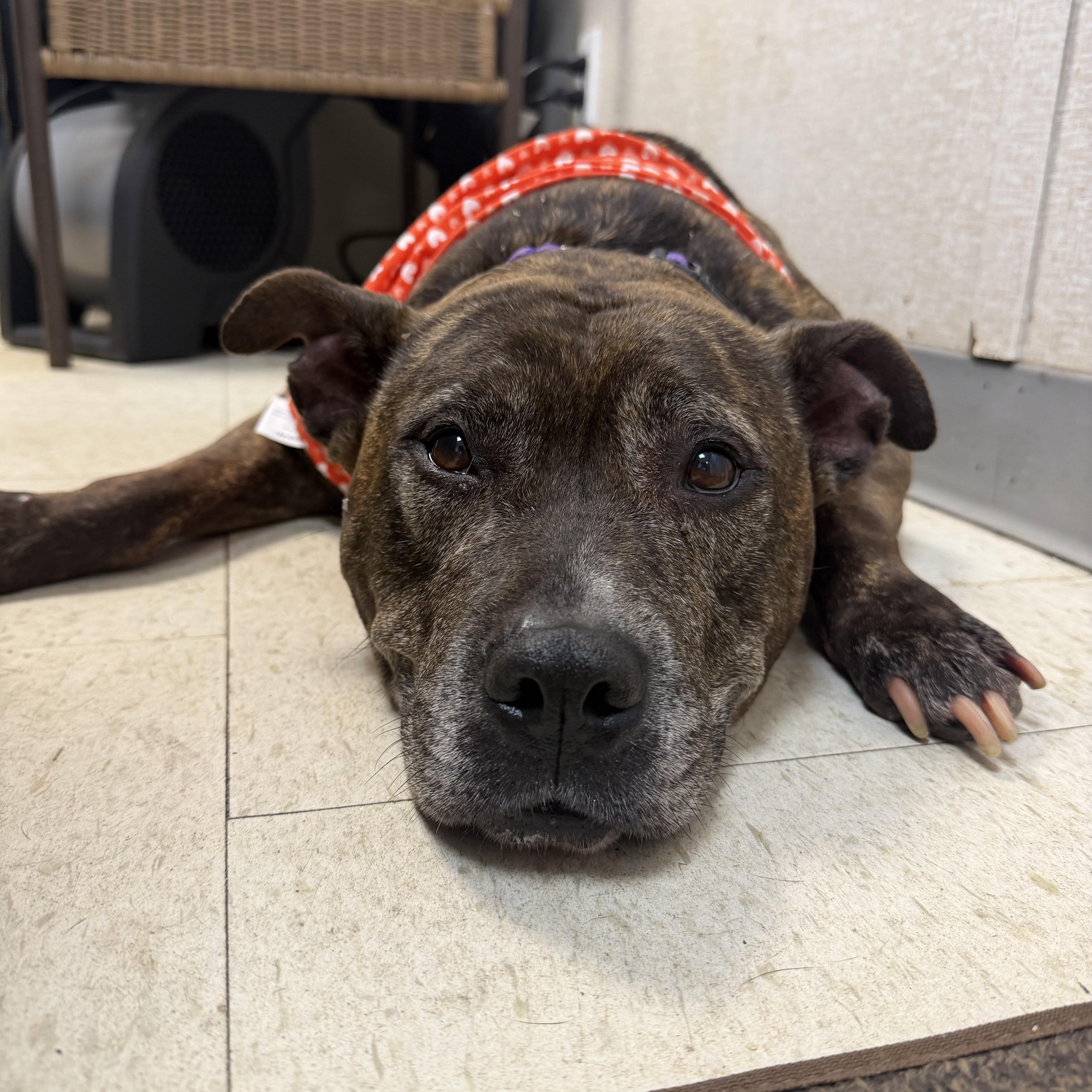Roxy, ADOPTABLE, Senior Female American Staffordshire Terrier & Pit Bull Terrier.