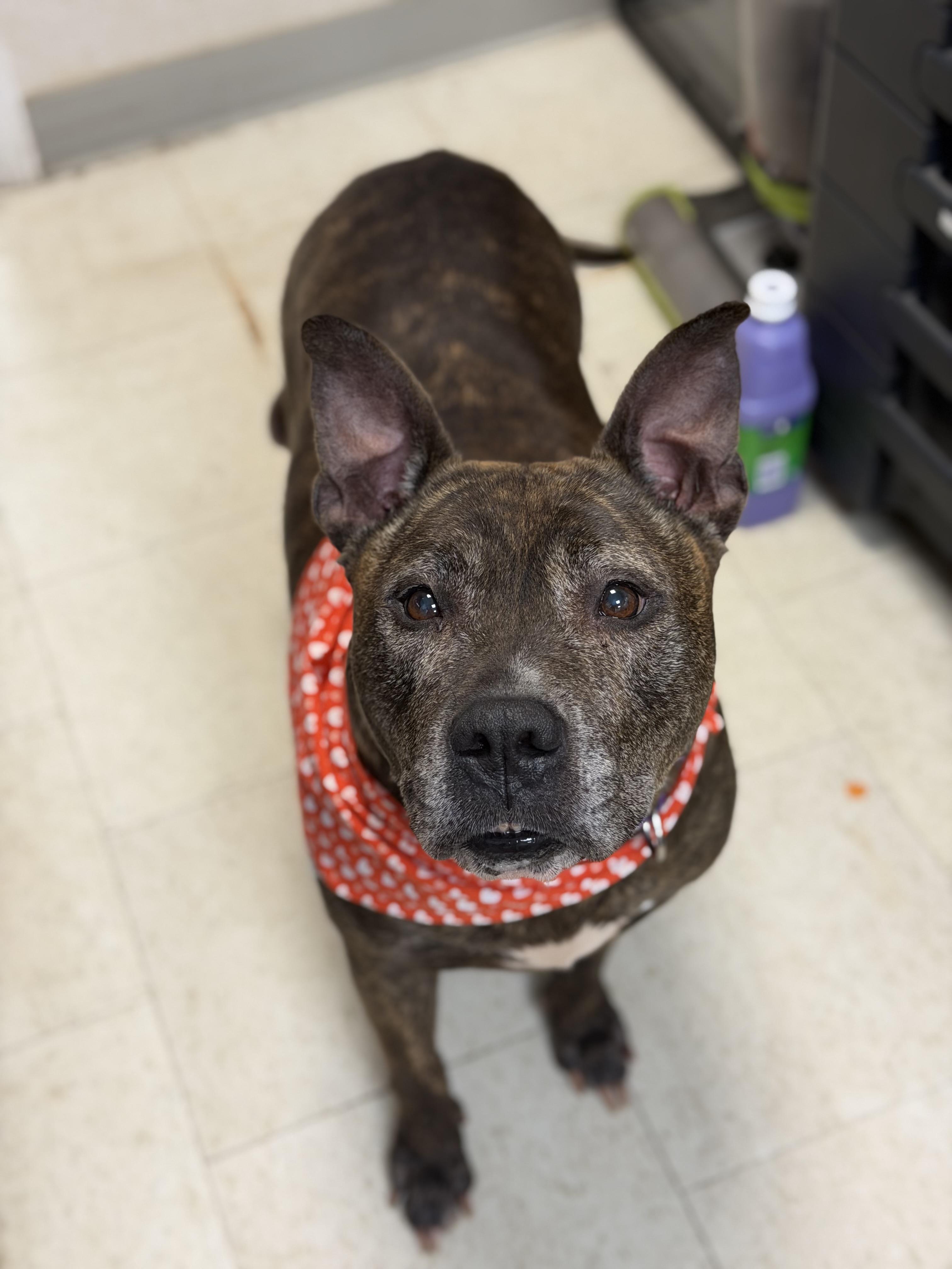 Enlarge Roxy, a ADOPTABLE mixed breed in Mahwah, NJ image 4/6