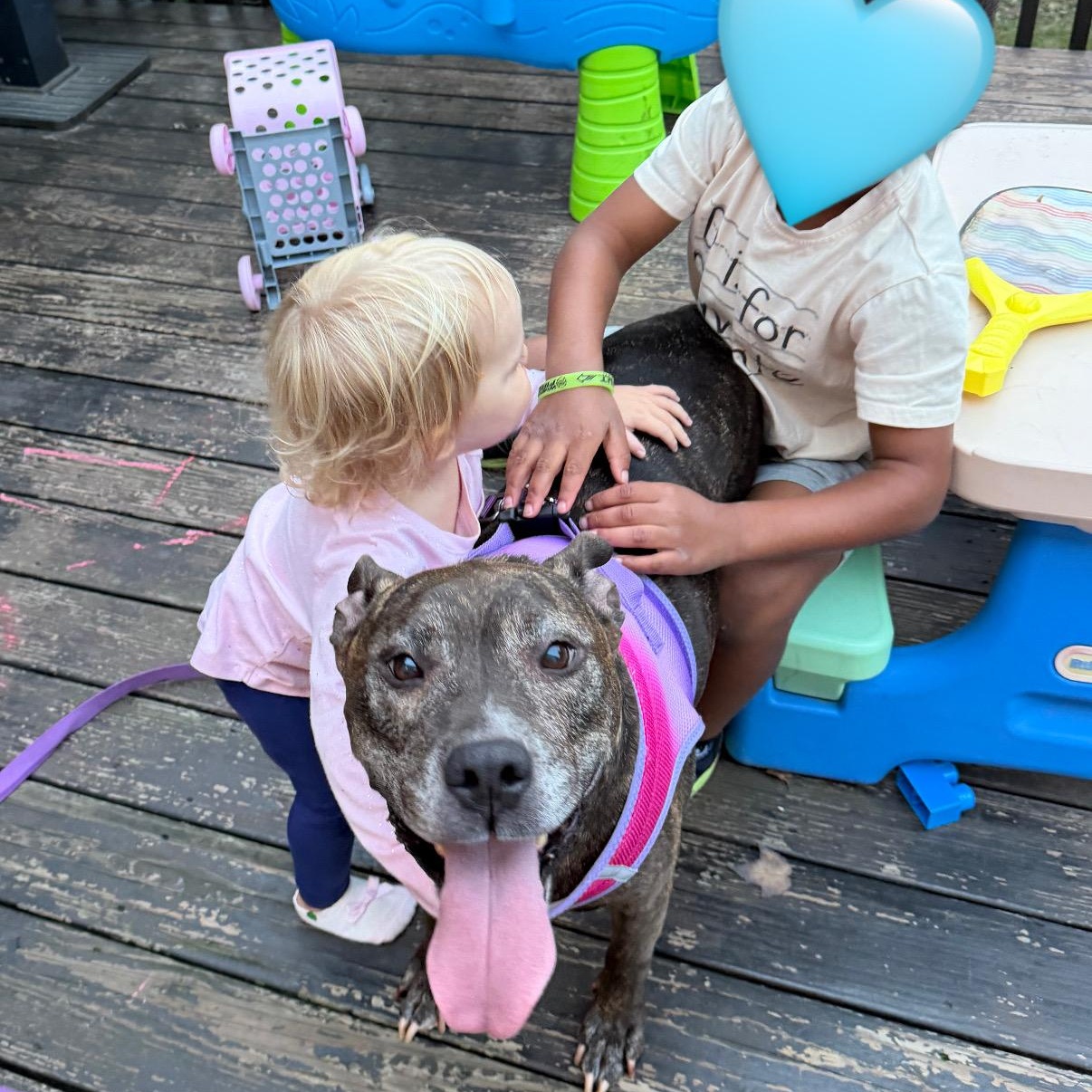 Roxy, Adoptable, Senior Female American Staffordshire Terrier & Pit Bull Terrier.