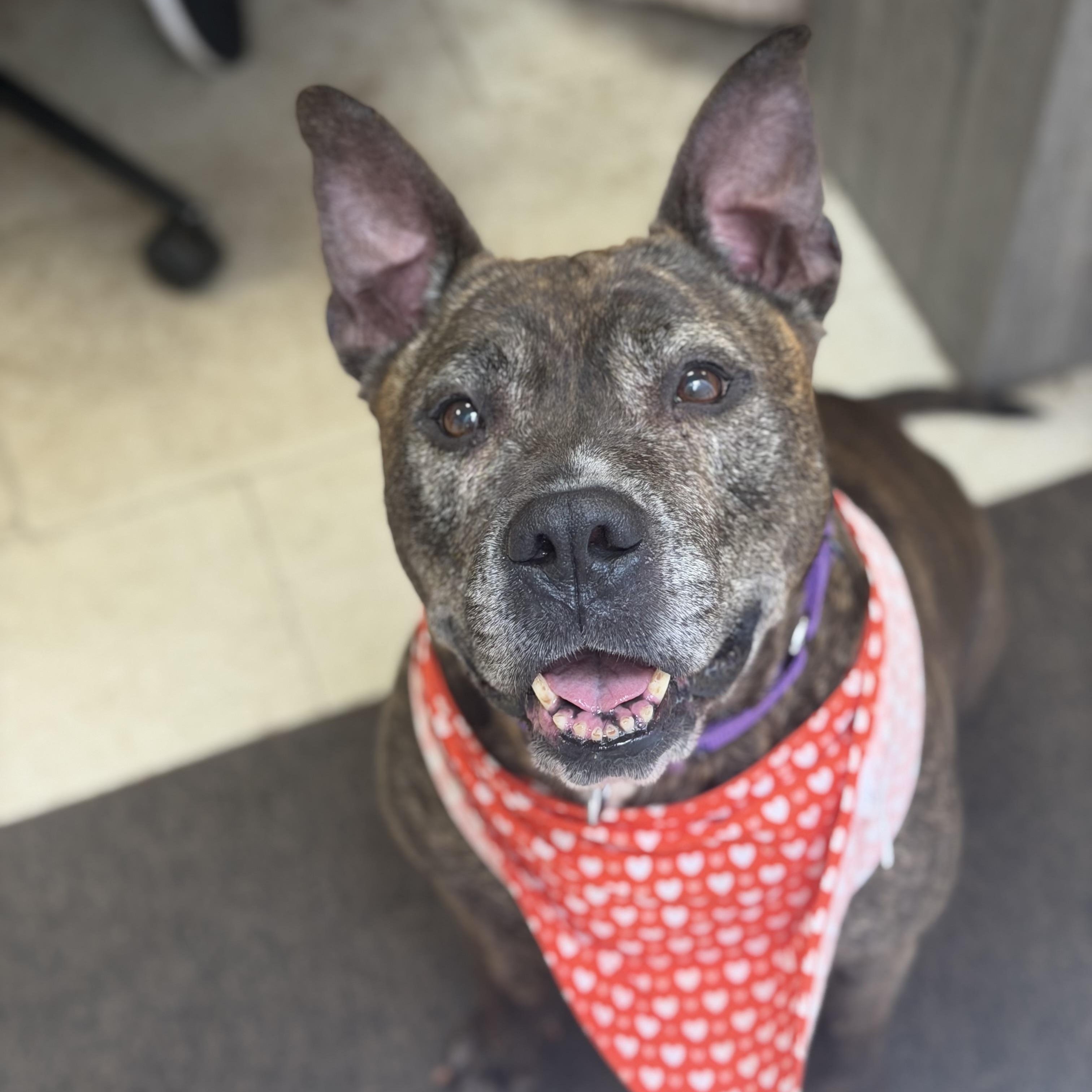Enlarge Roxy, a ADOPTABLE mixed breed in Mahwah, NJ image 3/6
