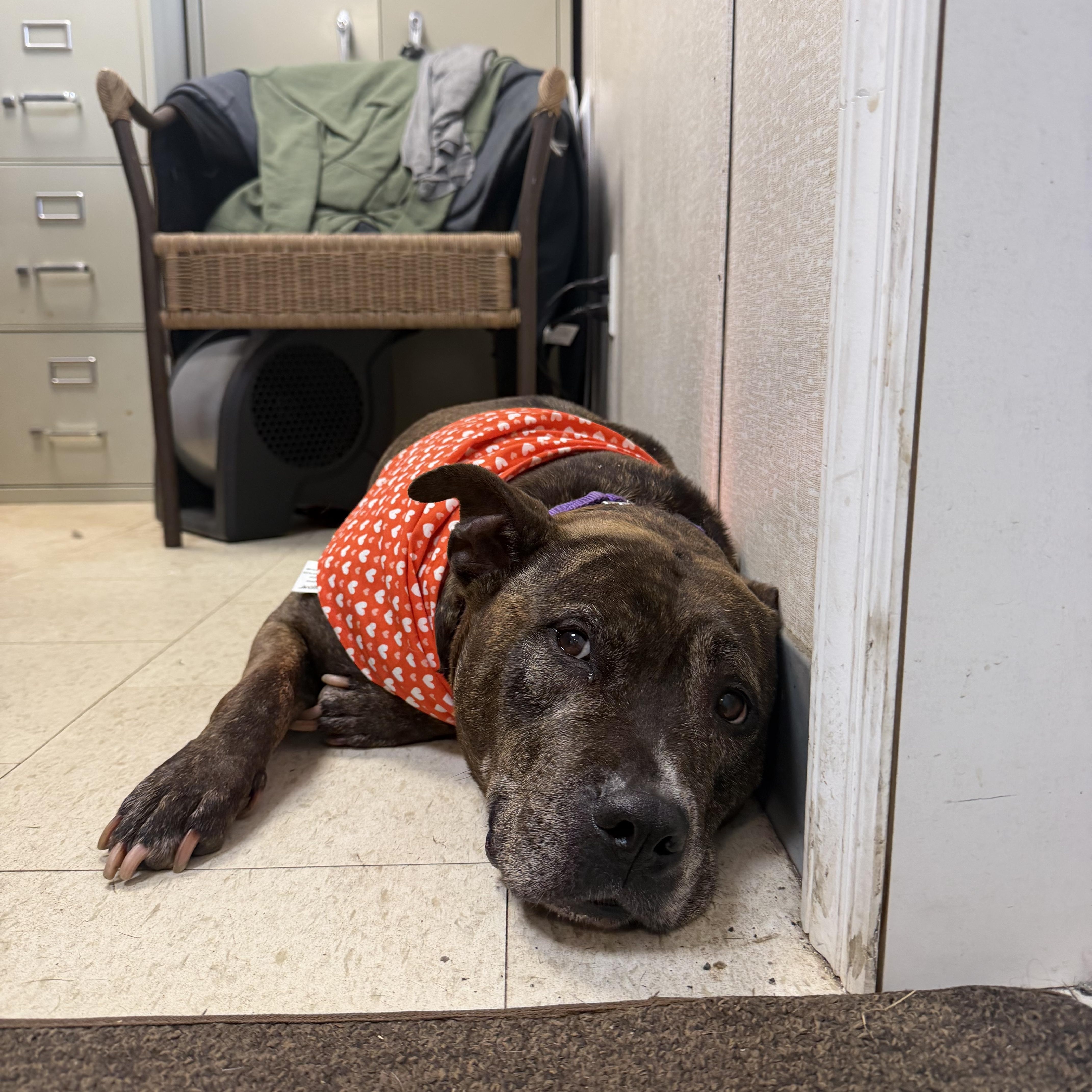 Enlarge Roxy, a ADOPTABLE mixed breed in Mahwah, NJ image 6/6