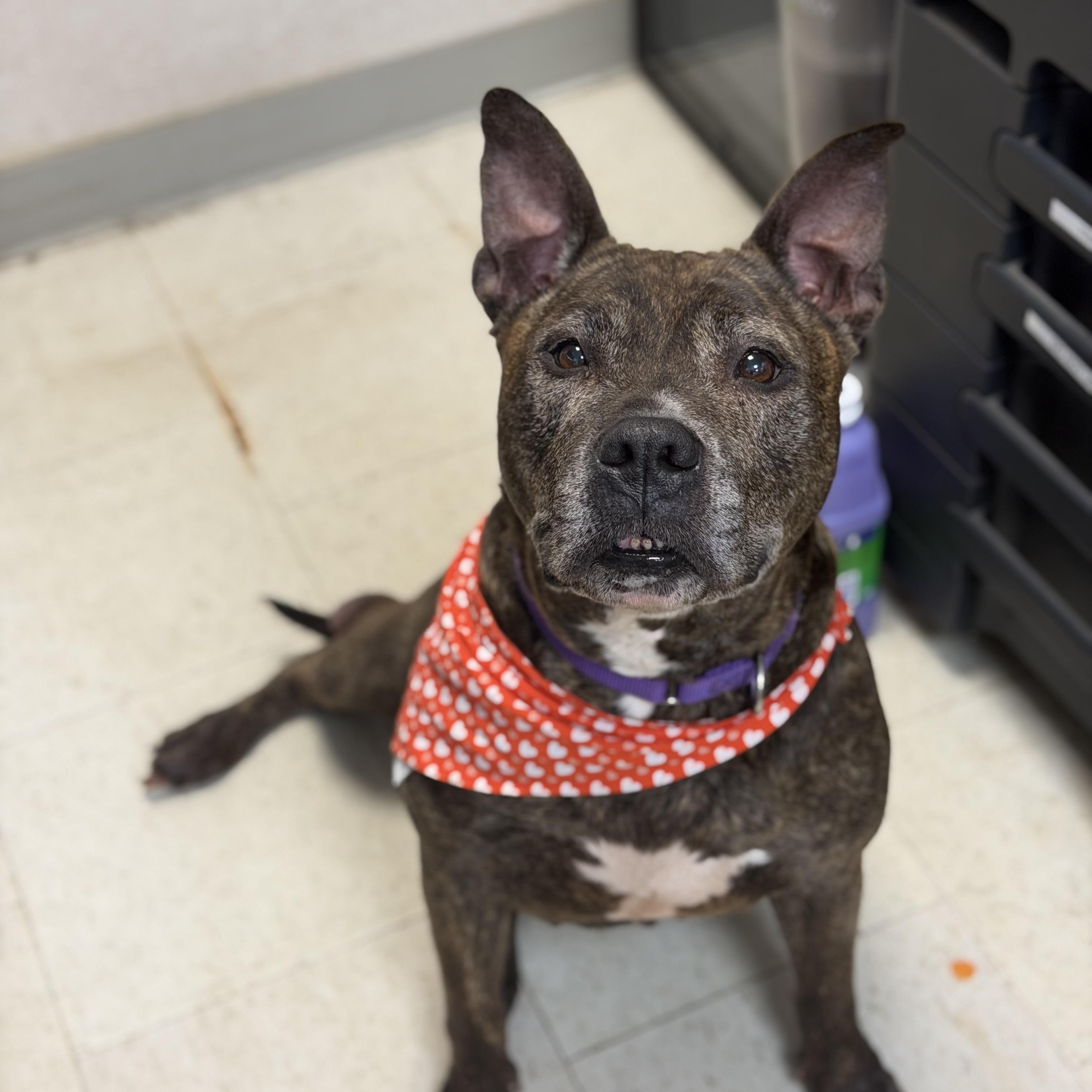 Enlarge Roxy, a ADOPTABLE mixed breed in Mahwah, NJ image 2/6