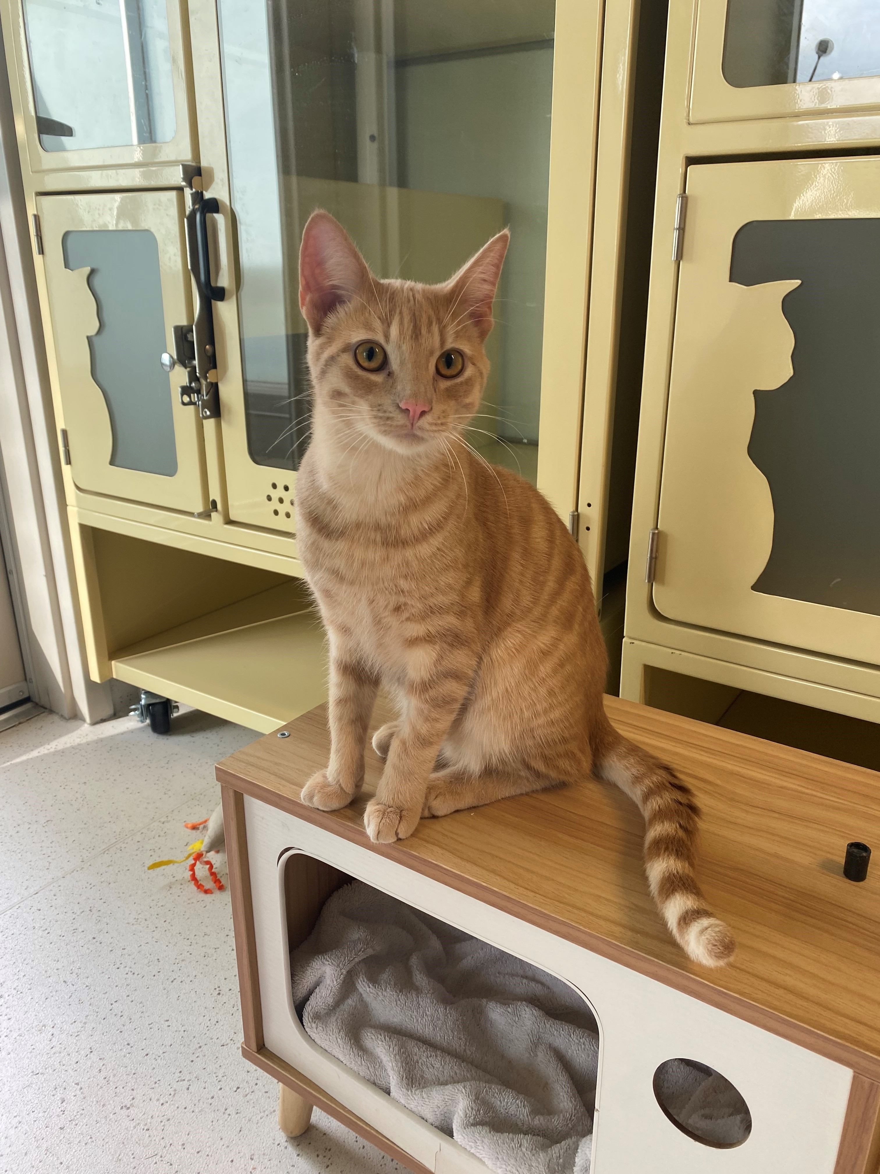 Enlarge Pumpkin, a Adopted Domestic Short Hair in North Vancouver, BC image 1/1