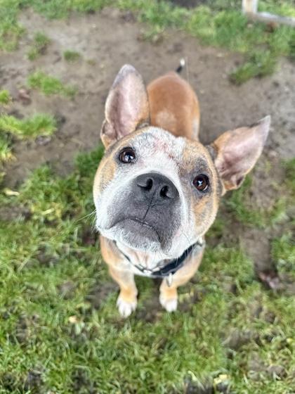 Enlarge Bronx, a ADOPTABLE mixed breed in Roseburg, OR image 1/1
