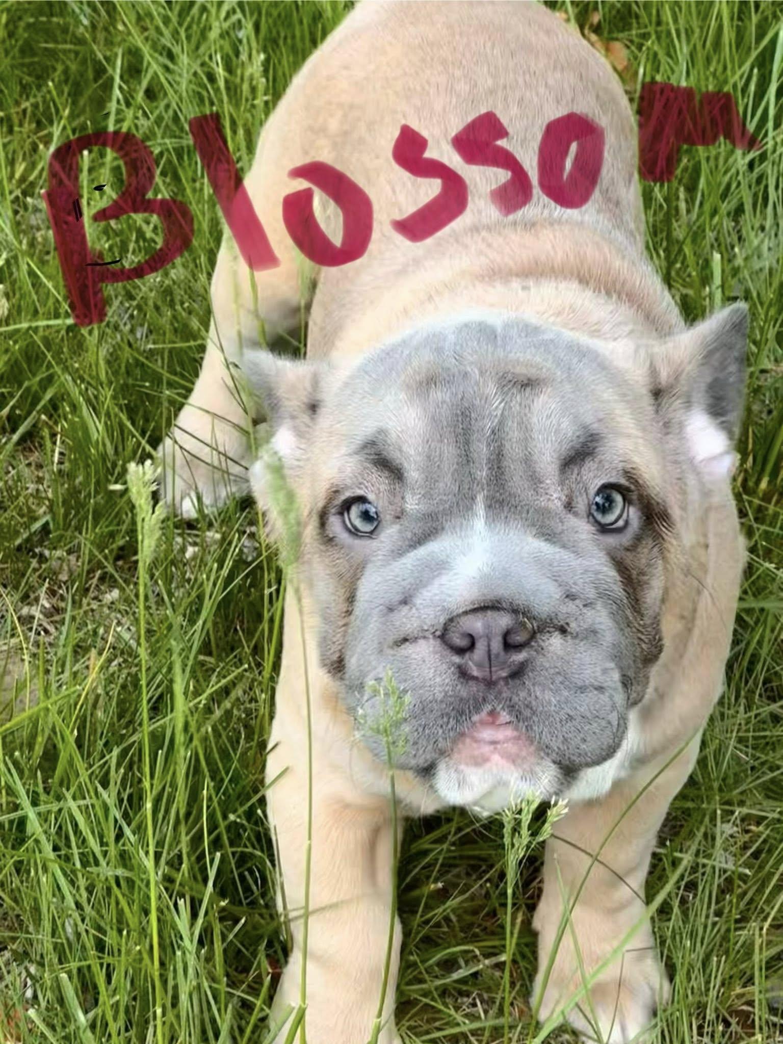 Blossom, adopted, Young Female French Bulldog.