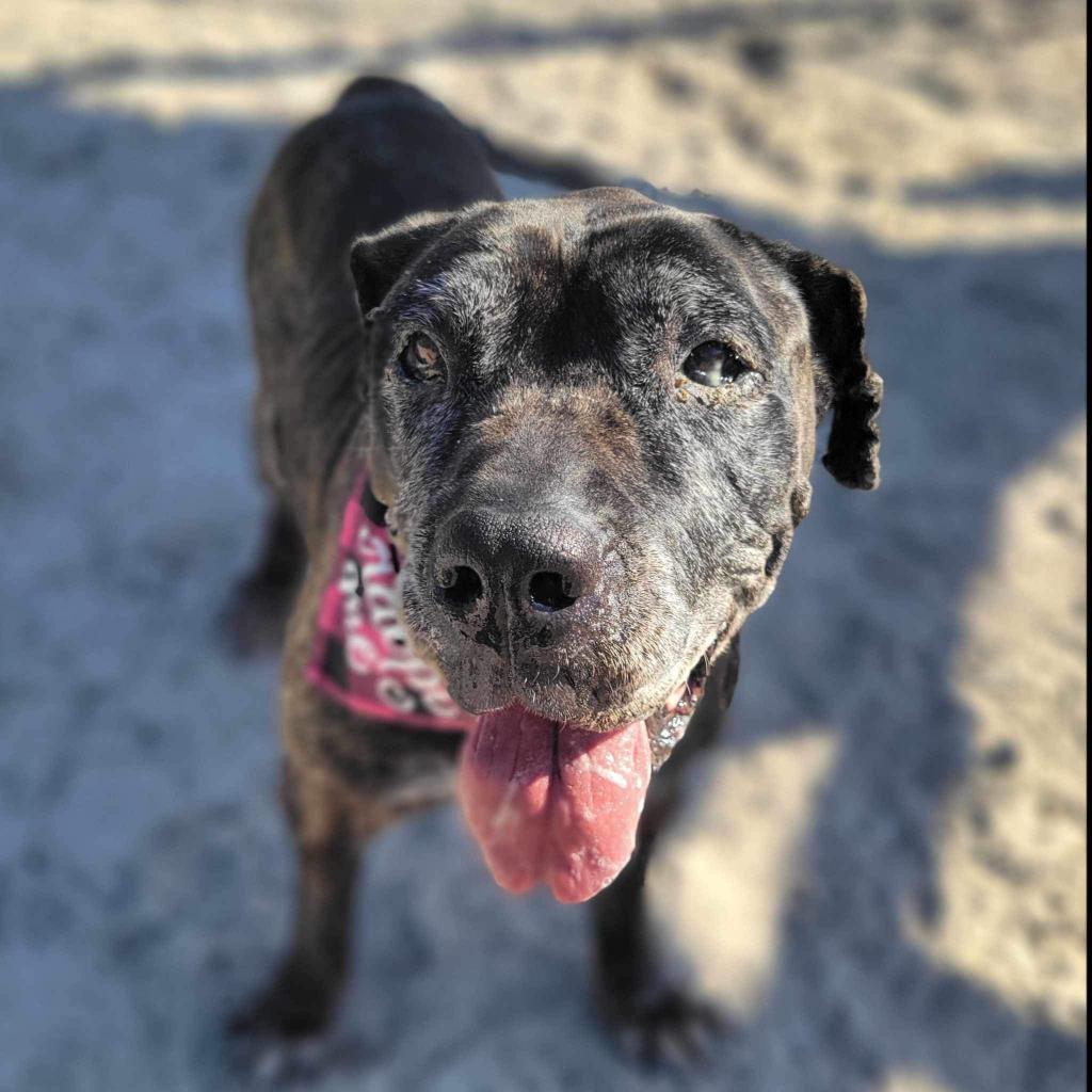 Enlarge Patchy, a Adoptable Presa Canario in Port Charlotte, FL image 3/5
