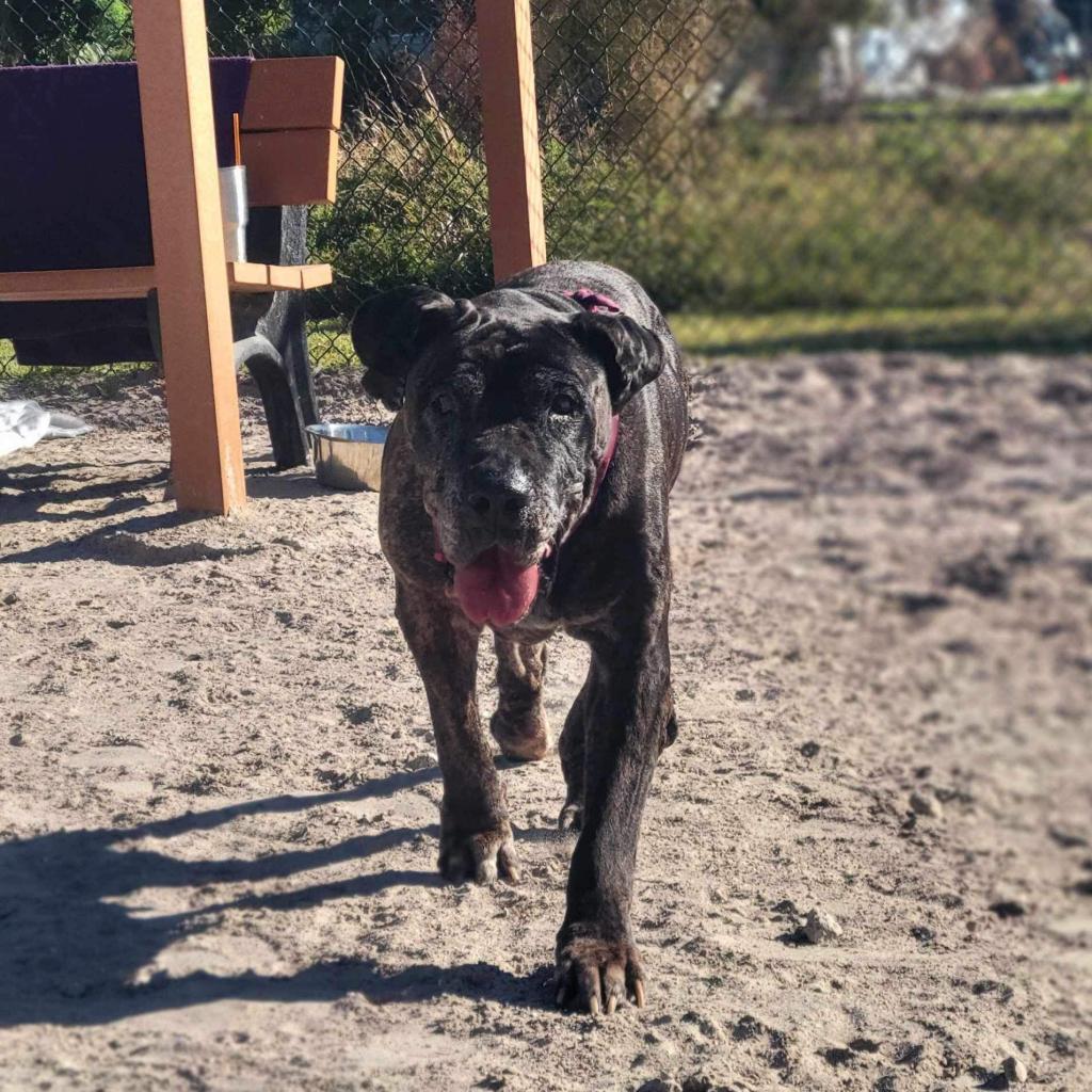 Patchy, a Adoptable Presa Canario in Port Charlotte, FL image 2/5