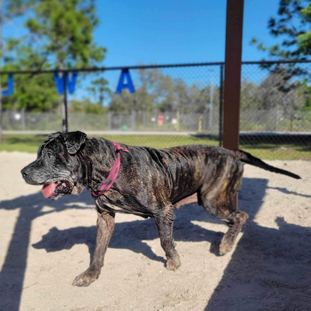 Patchy, a Adoptable Presa Canario in Port Charlotte, FL image 3/5