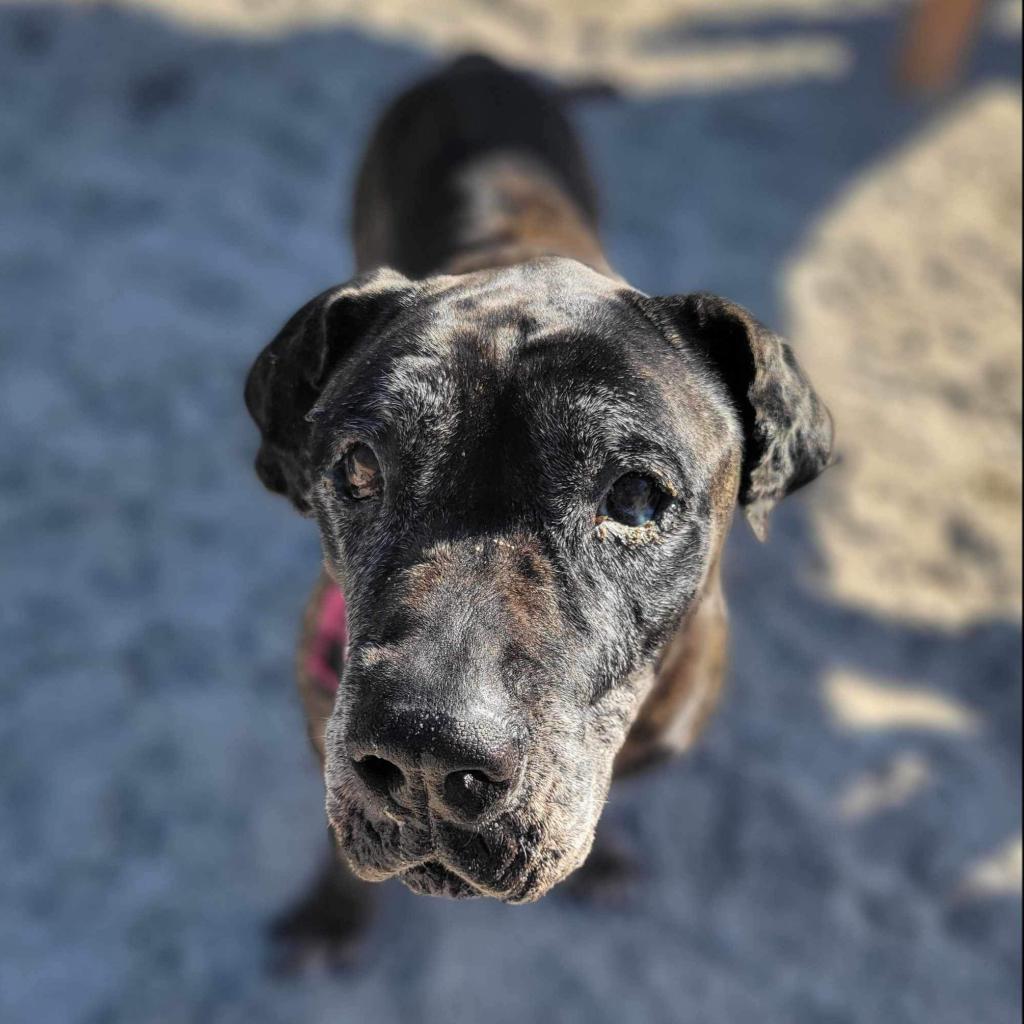 Patchy, a Adoptable Presa Canario in Port Charlotte, FL image 4/5