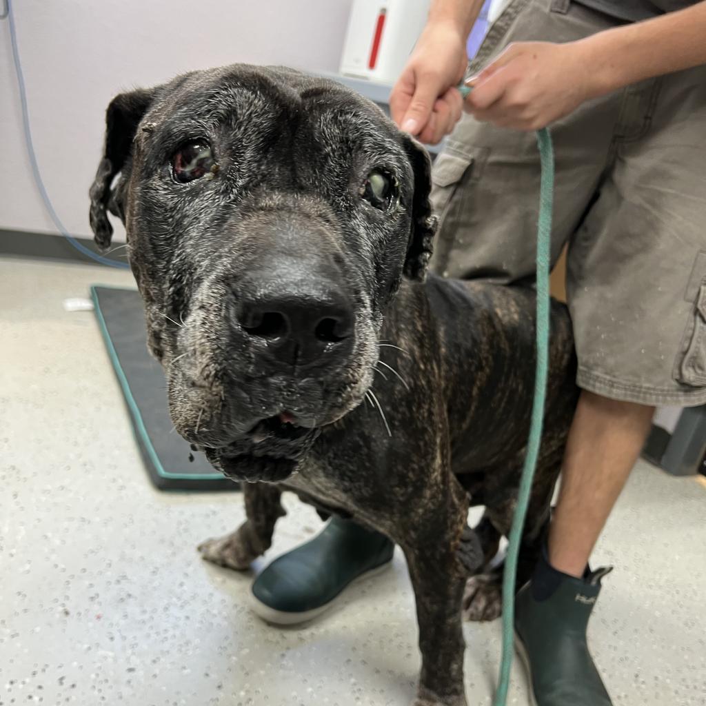 Patchy, a Adoptable Presa Canario in Port Charlotte, FL image 5/5