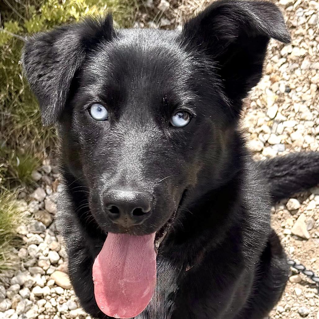 Juicy, a Adoptable Mixed Breed in Park City, UT image 1/6