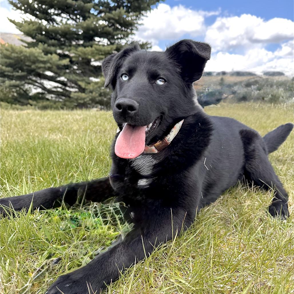 Juicy, a Adoptable Mixed Breed in Park City, UT image 2/6