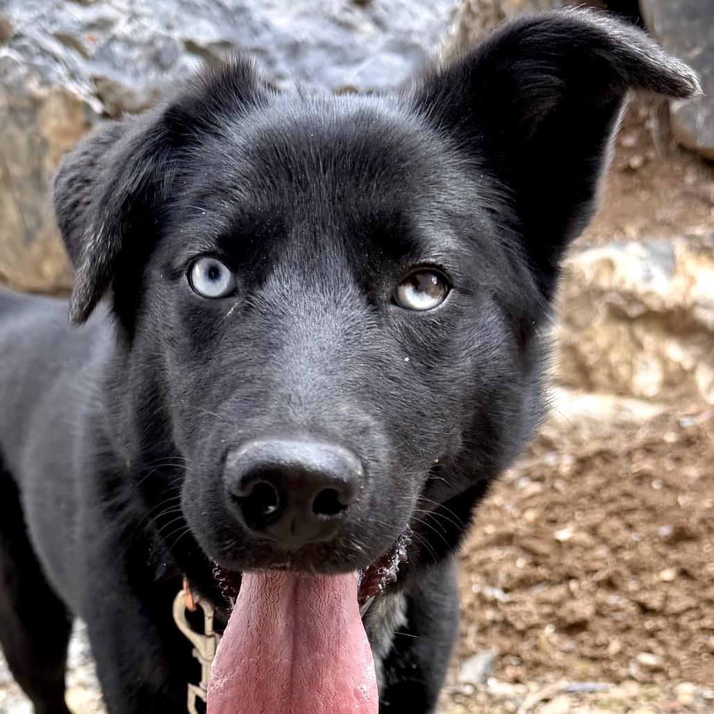 Juicy, a Adoptable Mixed Breed in Park City, UT image 3/6