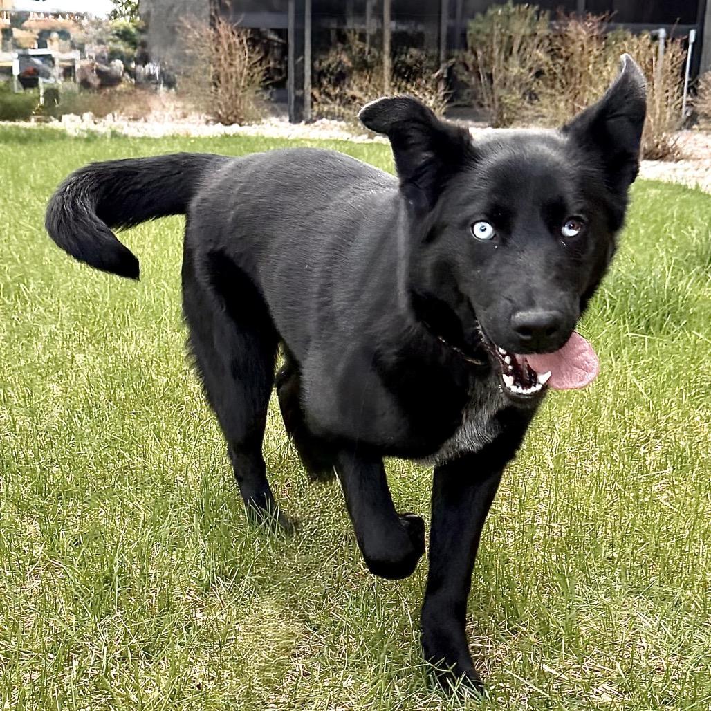 Juicy, a Adoptable Mixed Breed in Park City, UT image 4/6