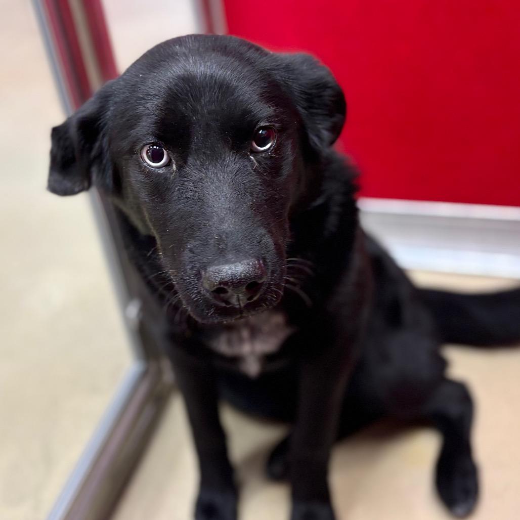 Juicy, Adoptable, Young Female Mixed Breed.