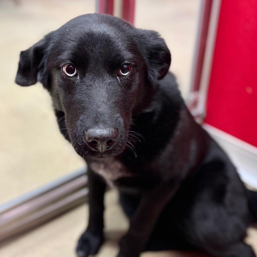 Enlarge Juicy, a Adoptable Mixed Breed in Park City, UT image 2/2