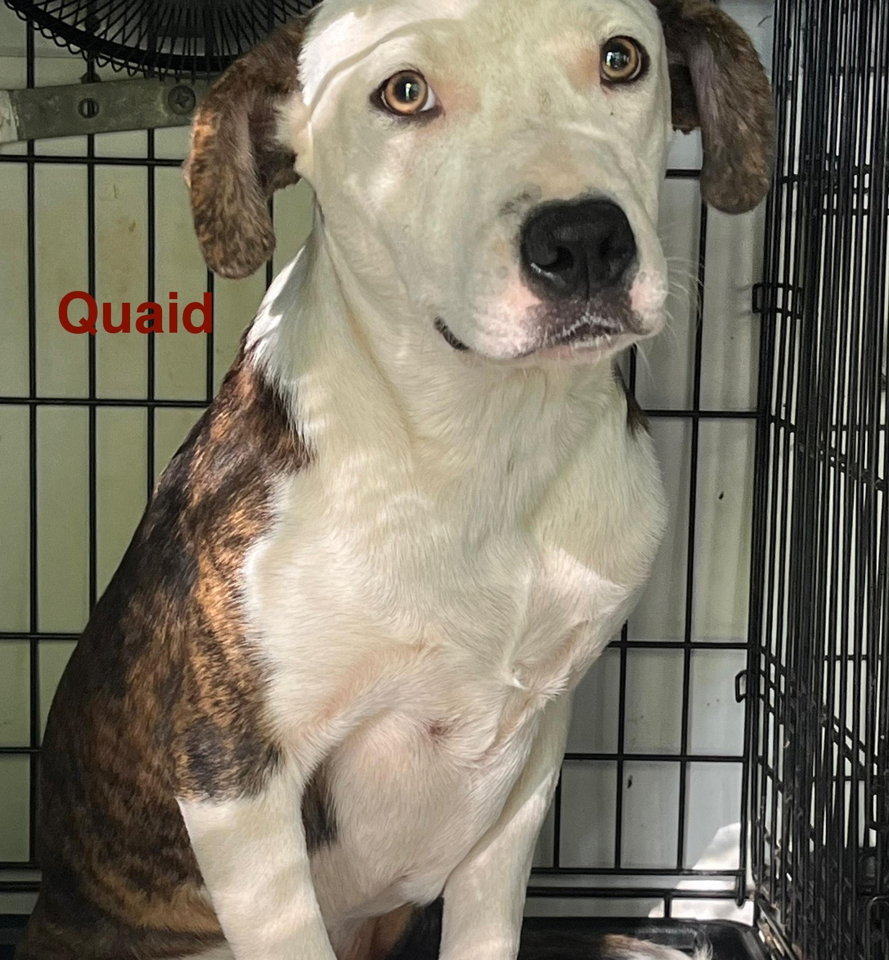 quaid, Adoptable, Young Male Catahoula Leopard Dog.