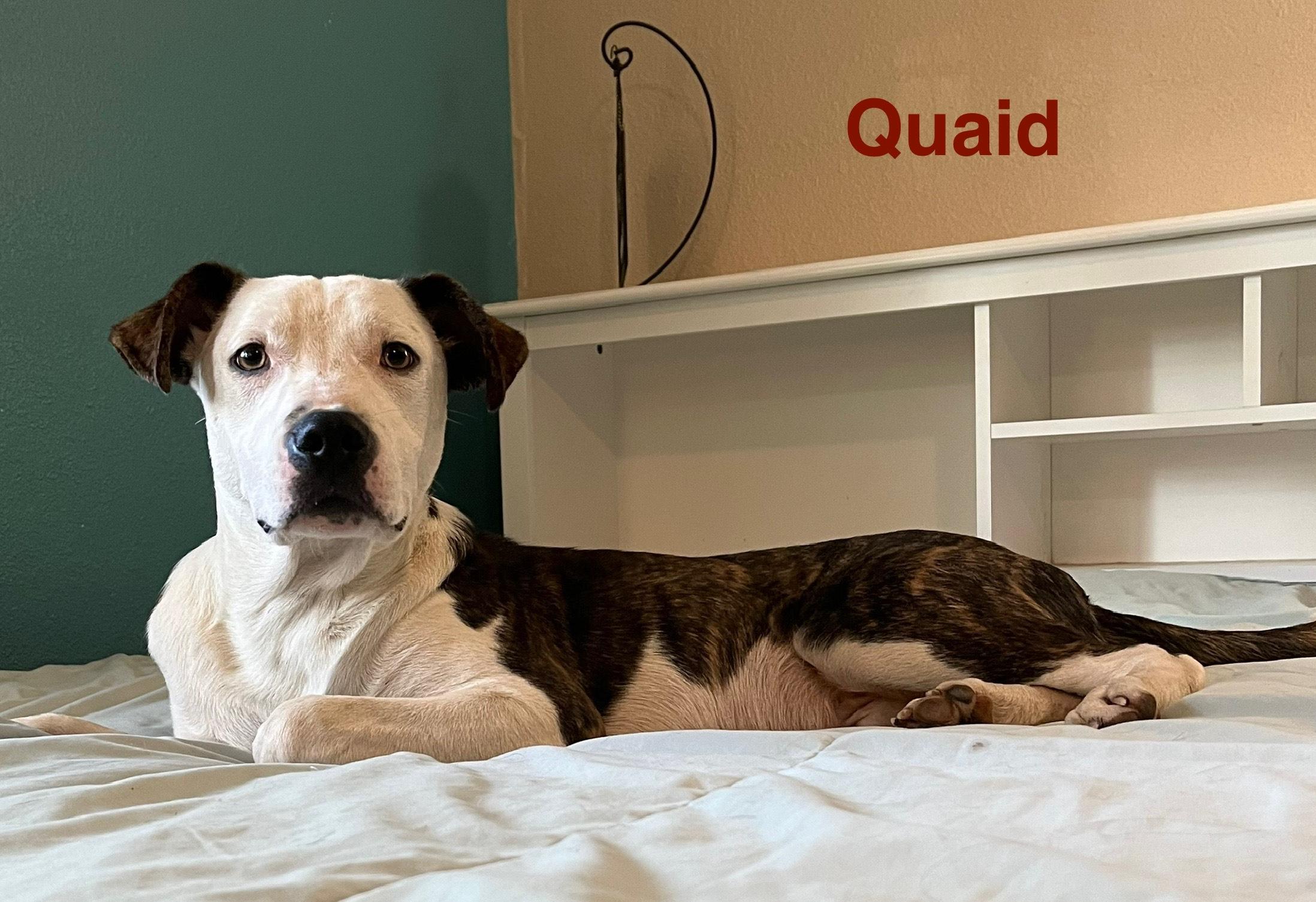 Enlarge quaid, a Adoptable mixed breed in Springfield, IL image 4/6