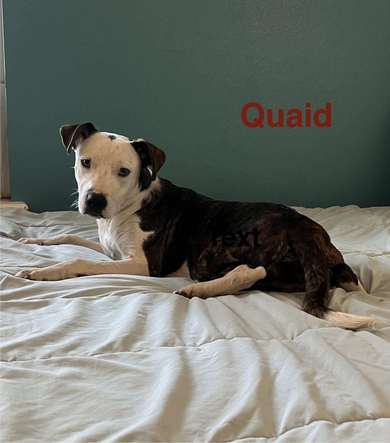 Enlarge quaid, a Adoptable mixed breed in Springfield, IL image 5/6