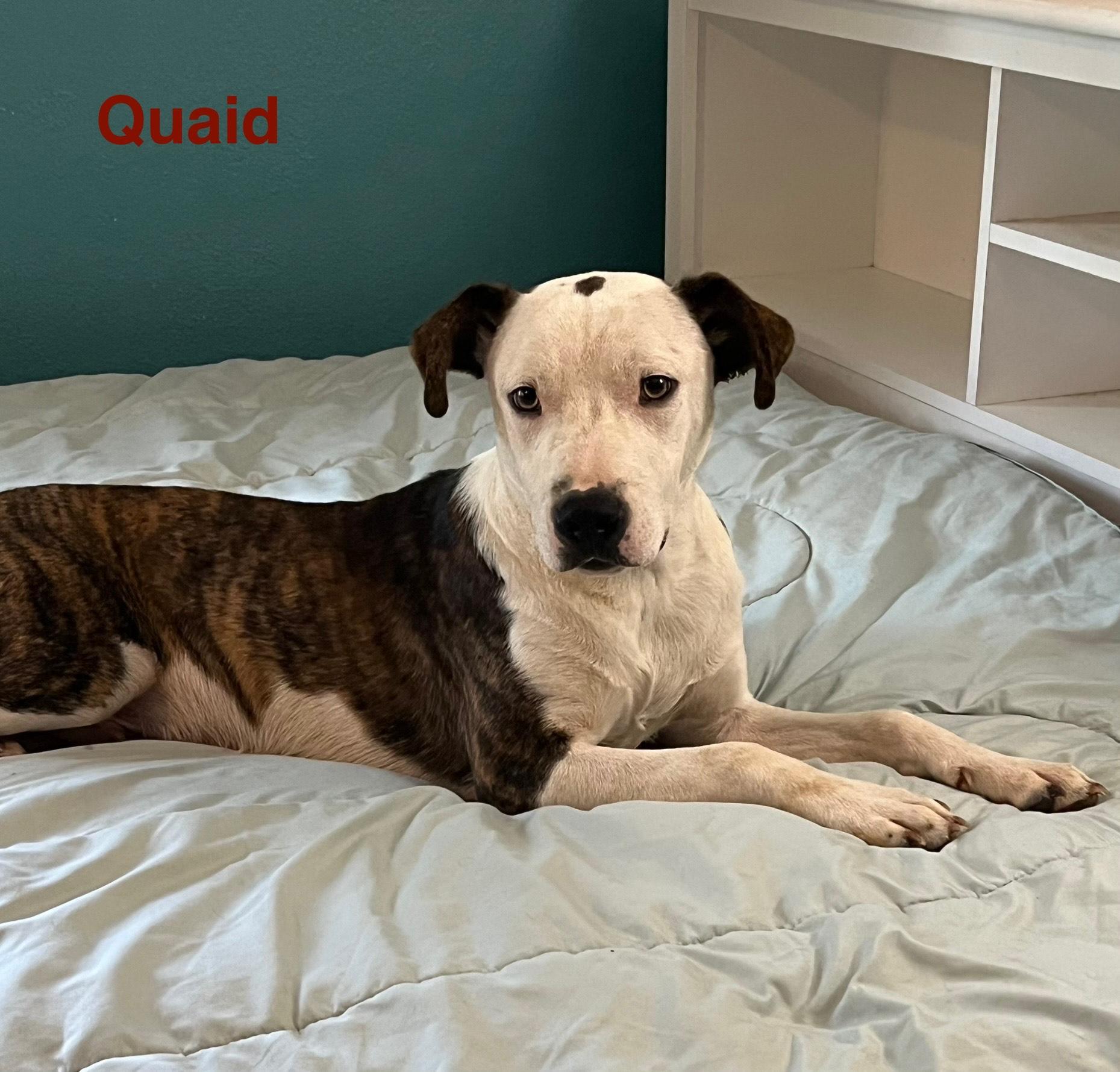 Enlarge quaid, a Adoptable mixed breed in Springfield, IL image 6/6