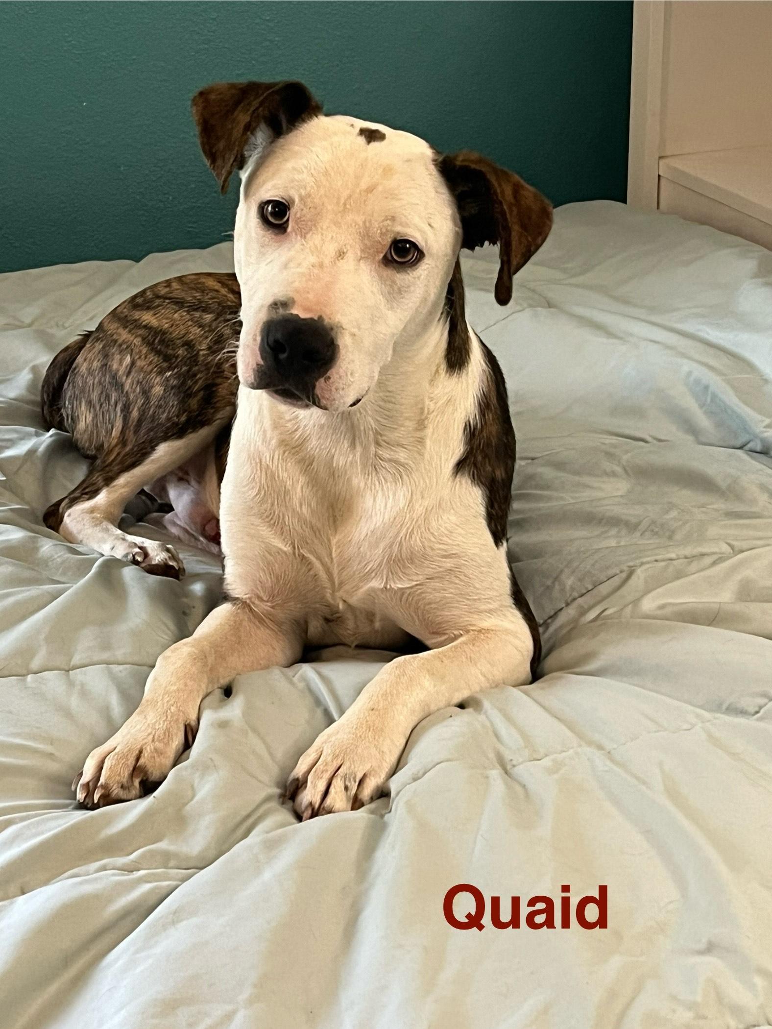 Enlarge quaid, a Adoptable mixed breed in Springfield, IL image 3/6