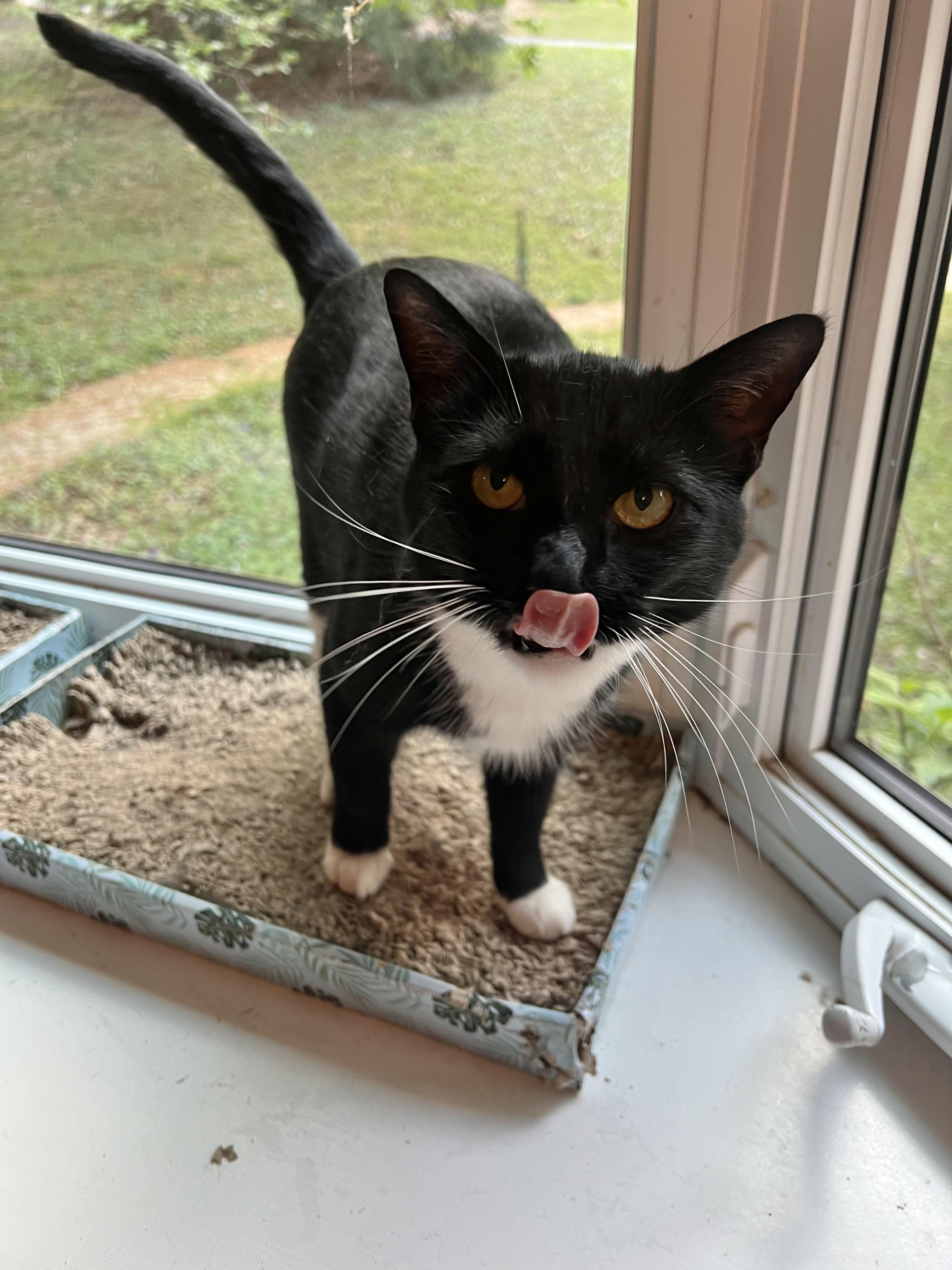 Enlarge Atlas (chatty & playful), an adopted mixed breed in Tucker, GA image 3/6