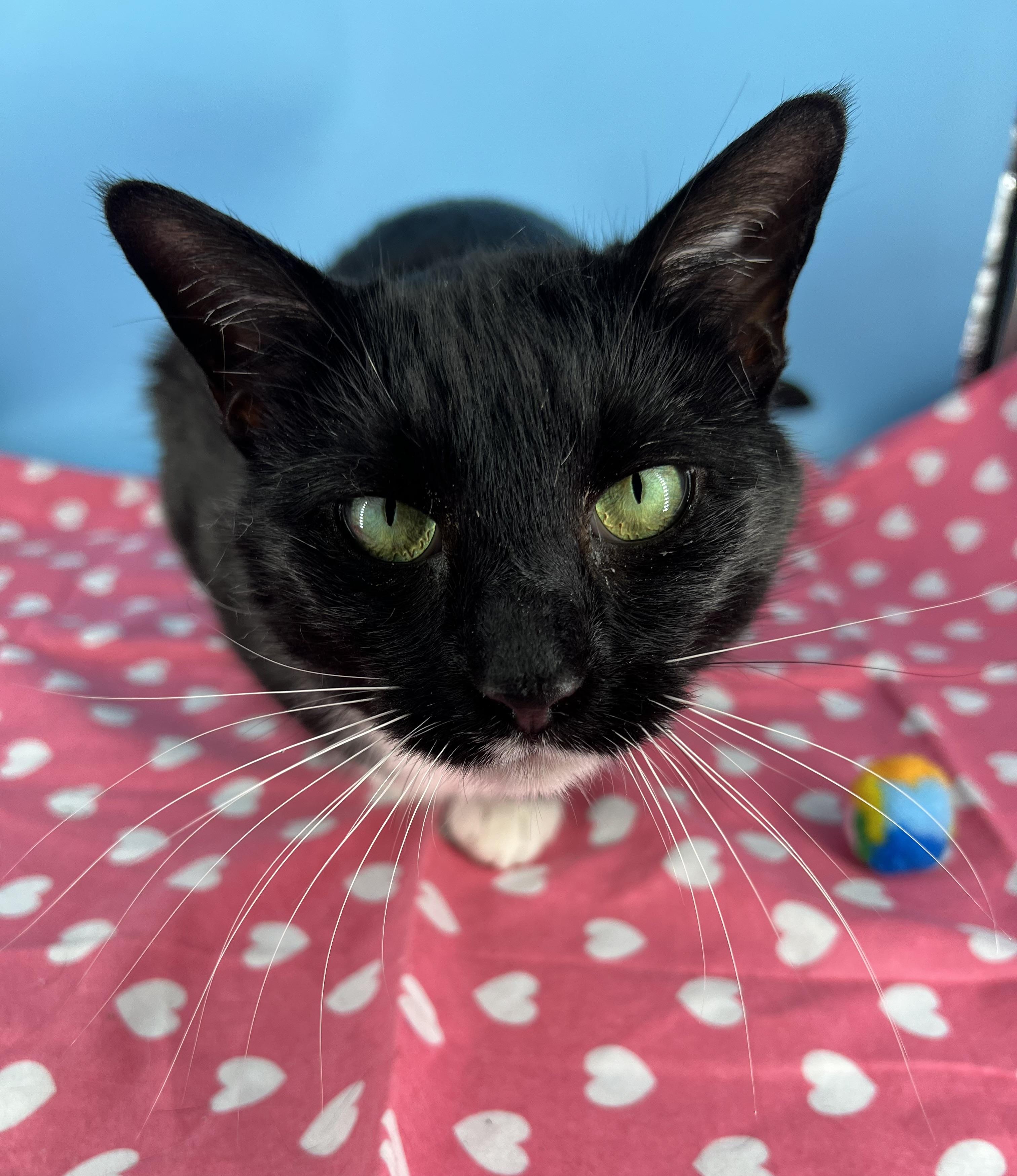 Enlarge Atlas (chatty & playful), an adopted mixed breed in Tucker, GA image 2/6