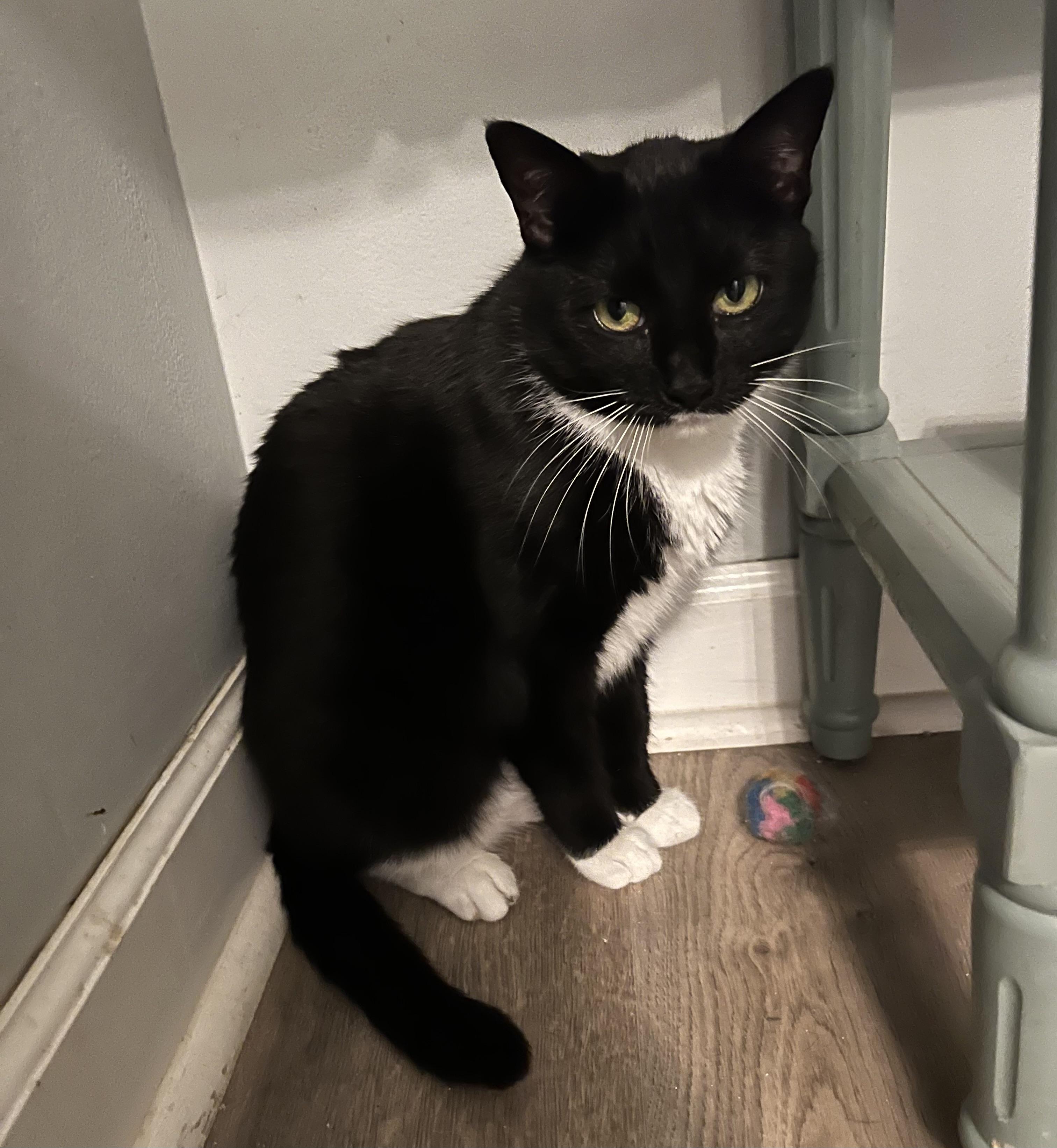 Enlarge Atlas (chatty & playful), an adopted mixed breed in Tucker, GA image 6/6