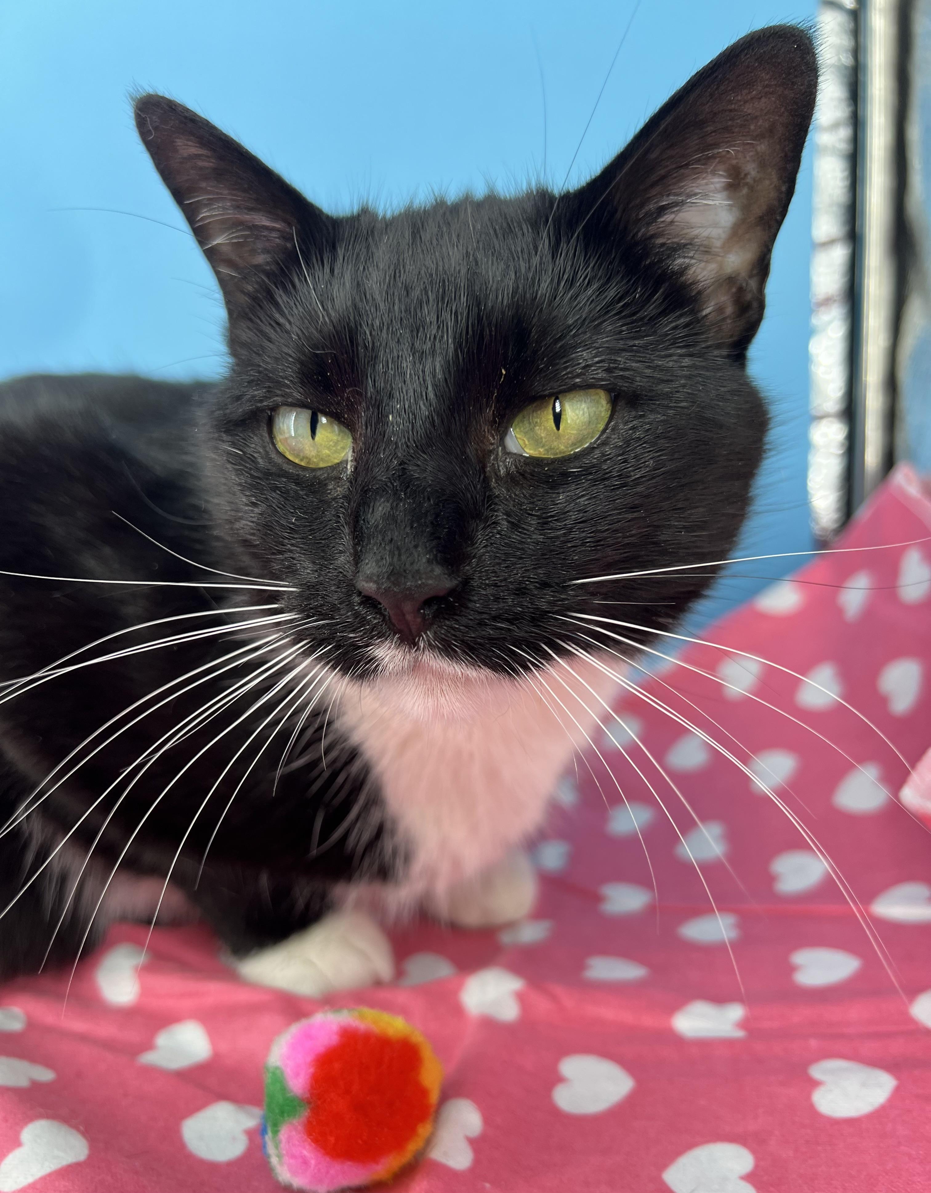 Atlas (chatty & playful), adopted, Young Female Tuxedo & Domestic Short Hair.