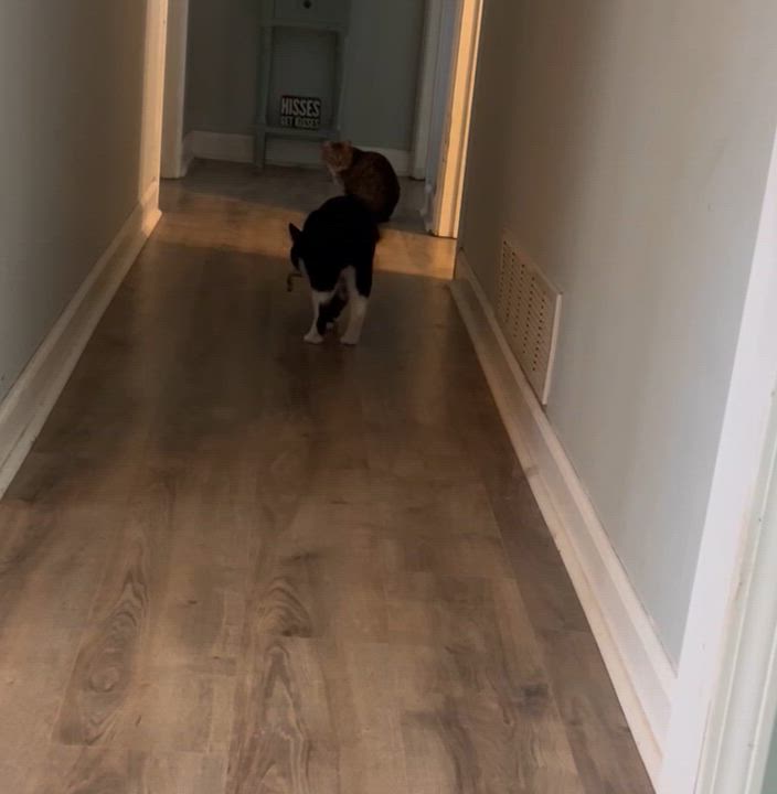 Enlarge Atlas (chatty & playful), an adopted mixed breed in Tucker, GA video 4/6