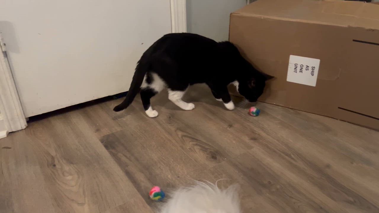 Enlarge Atlas (chatty & playful), an adopted mixed breed in Tucker, GA video 5/6