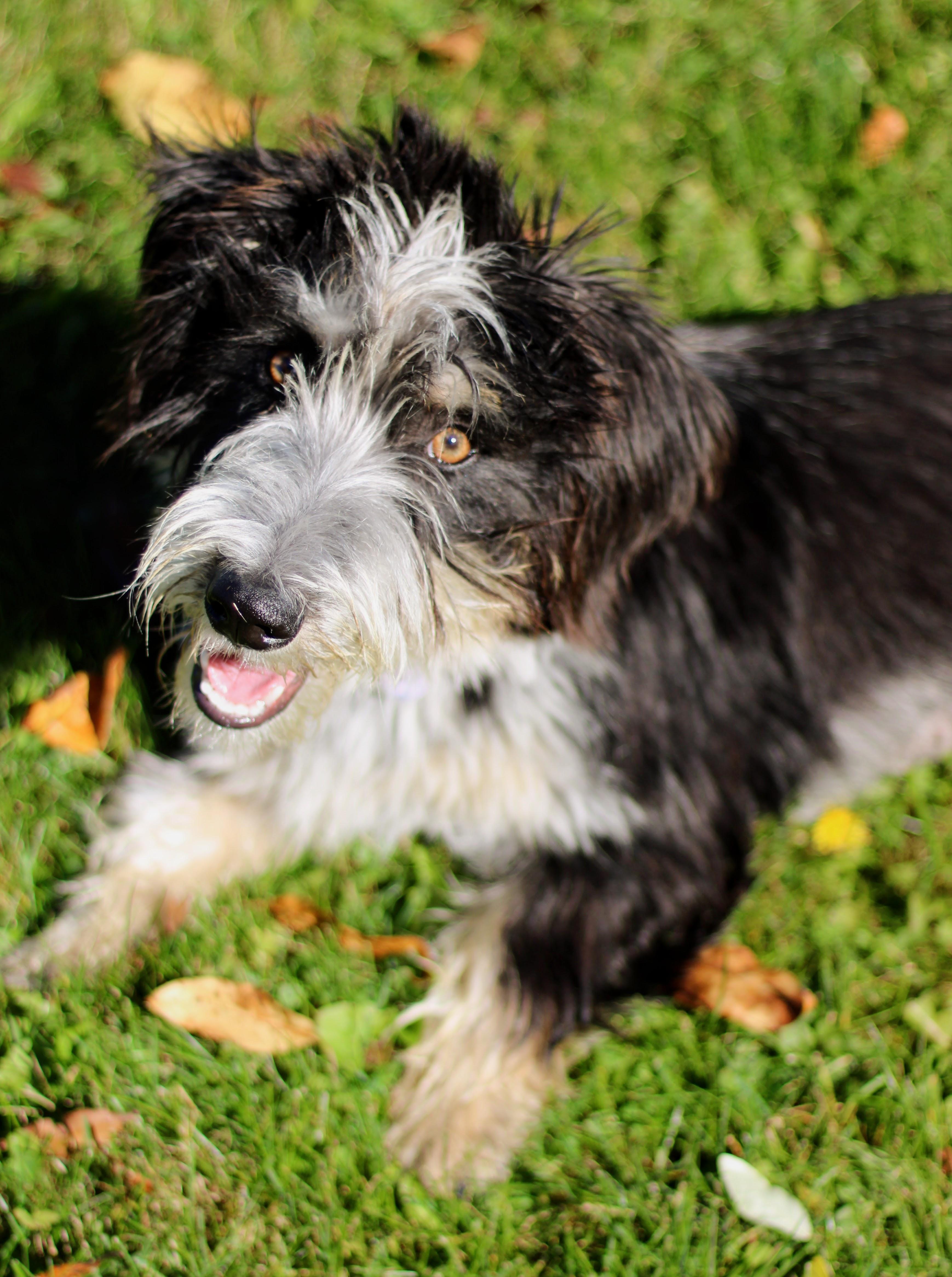 Enlarge Basil, a Adoptable mixed breed in Battle Creek, MI image 2/2