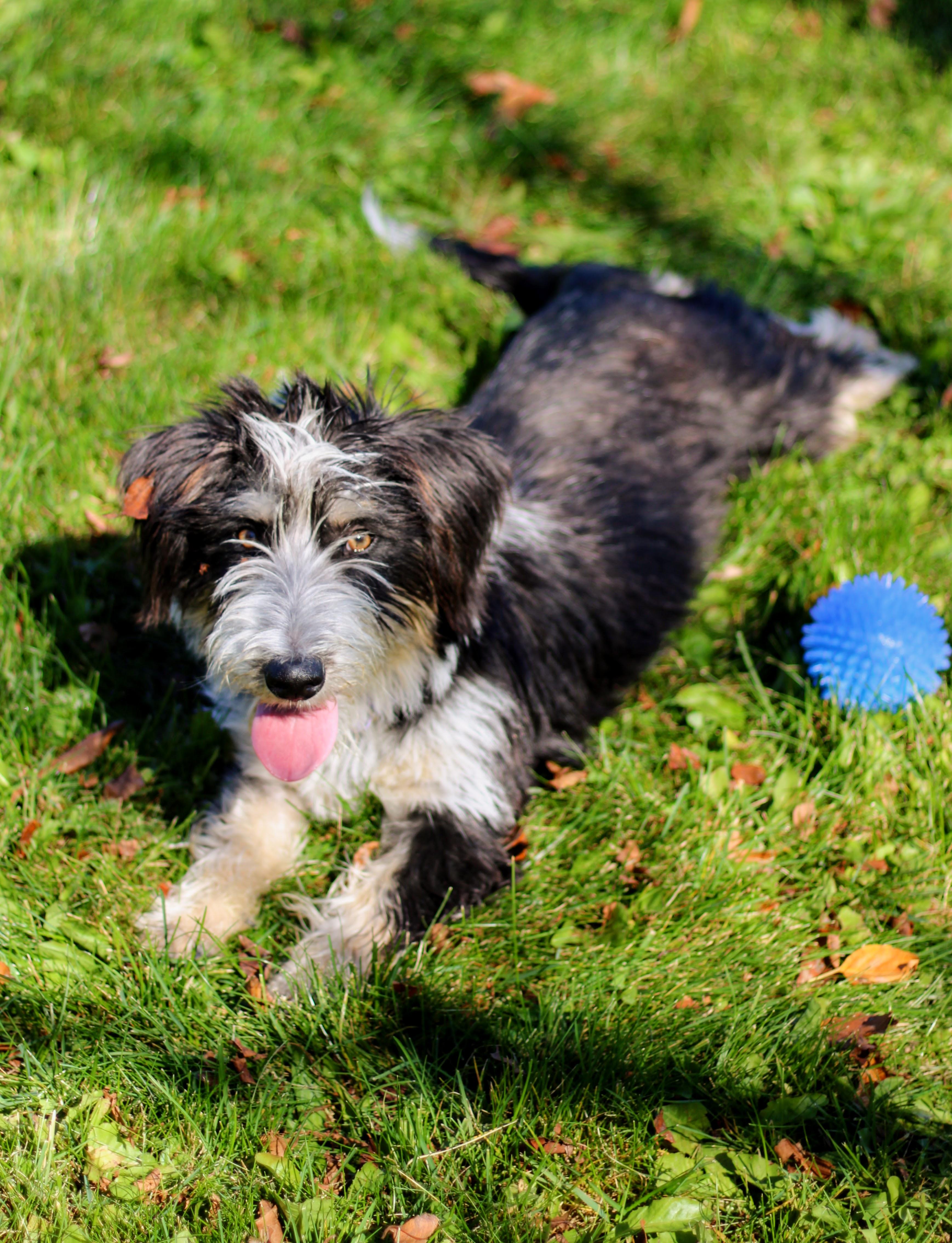 Enlarge Basil, a Adoptable mixed breed in Battle Creek, MI image 1/2