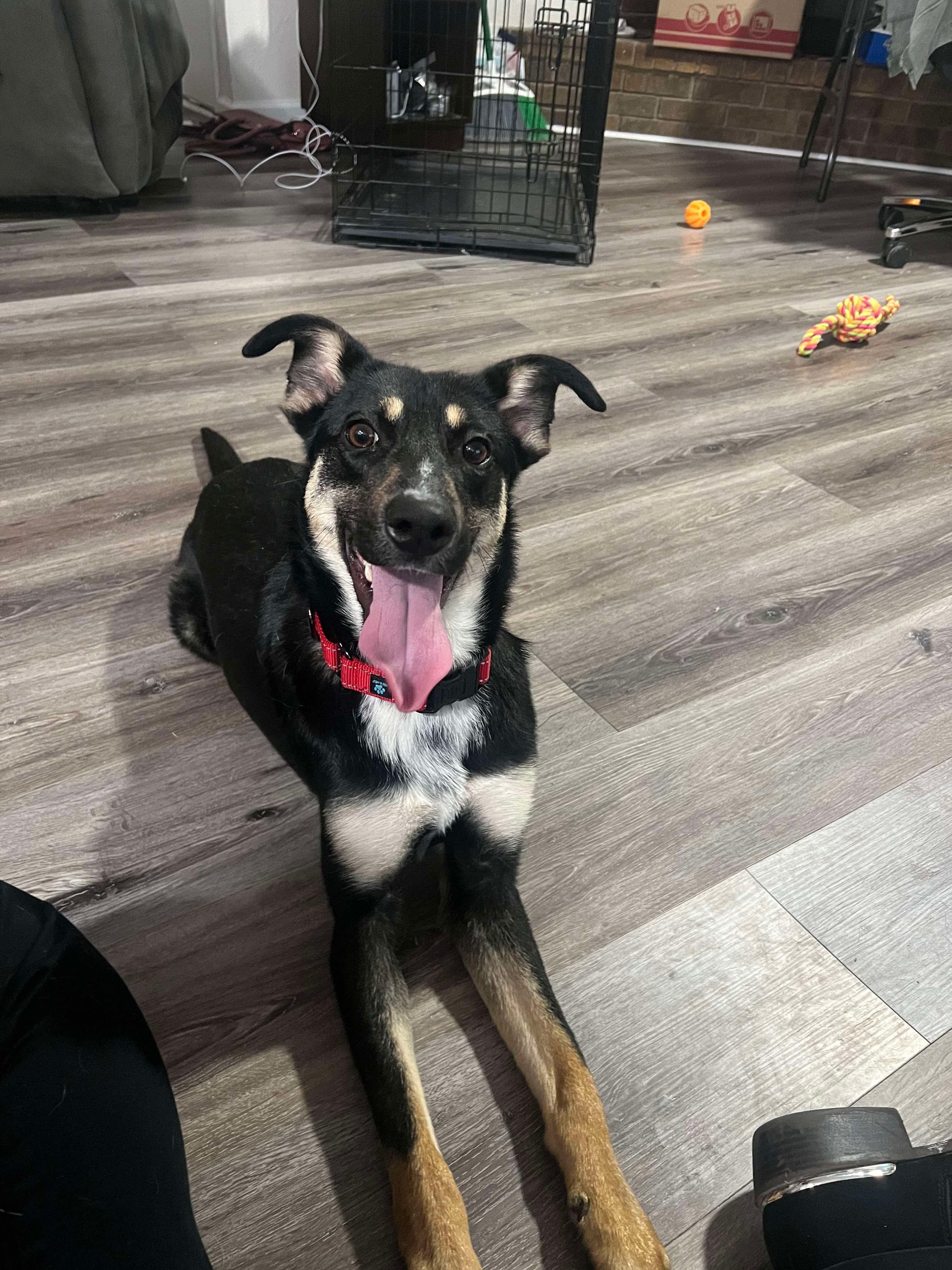 Enlarge Roxie, an adopted mixed breed in Fort Worth, TX image 5/6