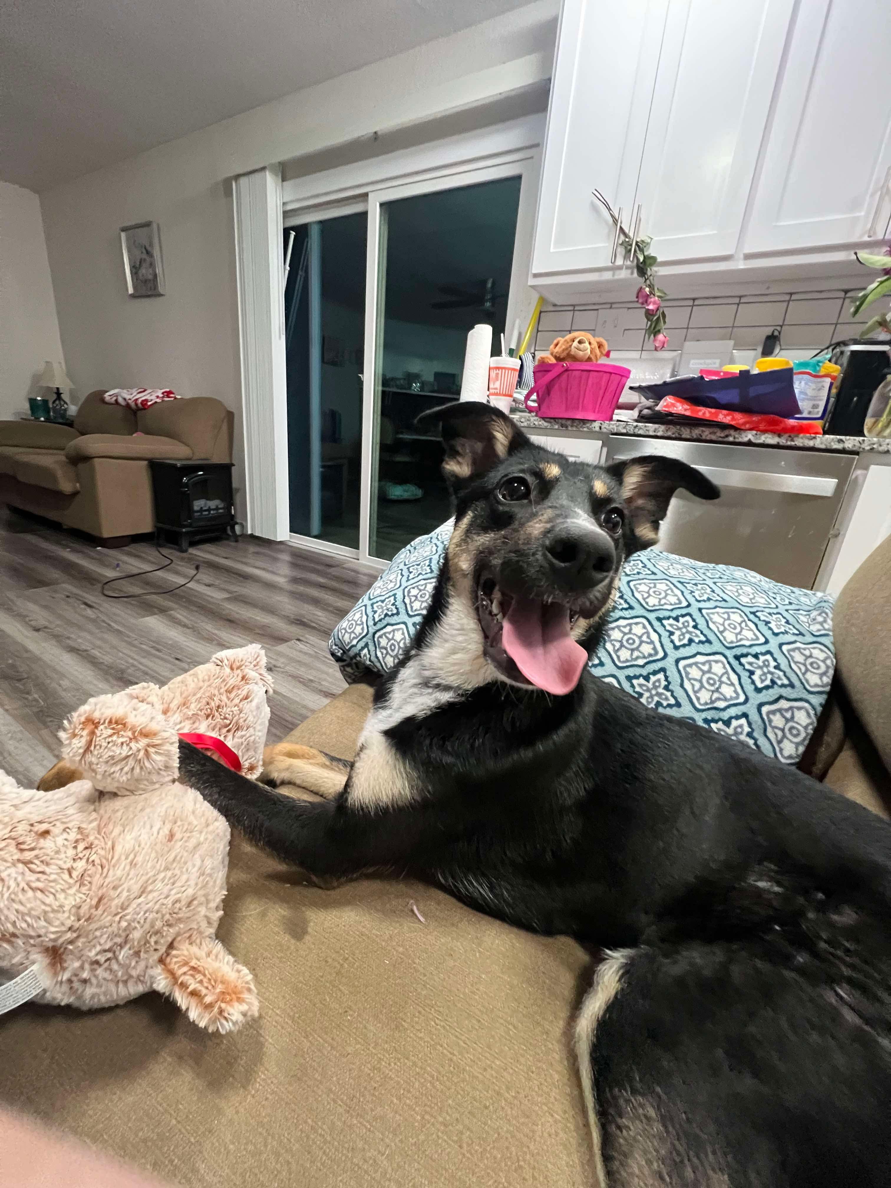 Enlarge Roxie, an adopted mixed breed in Fort Worth, TX image 3/6