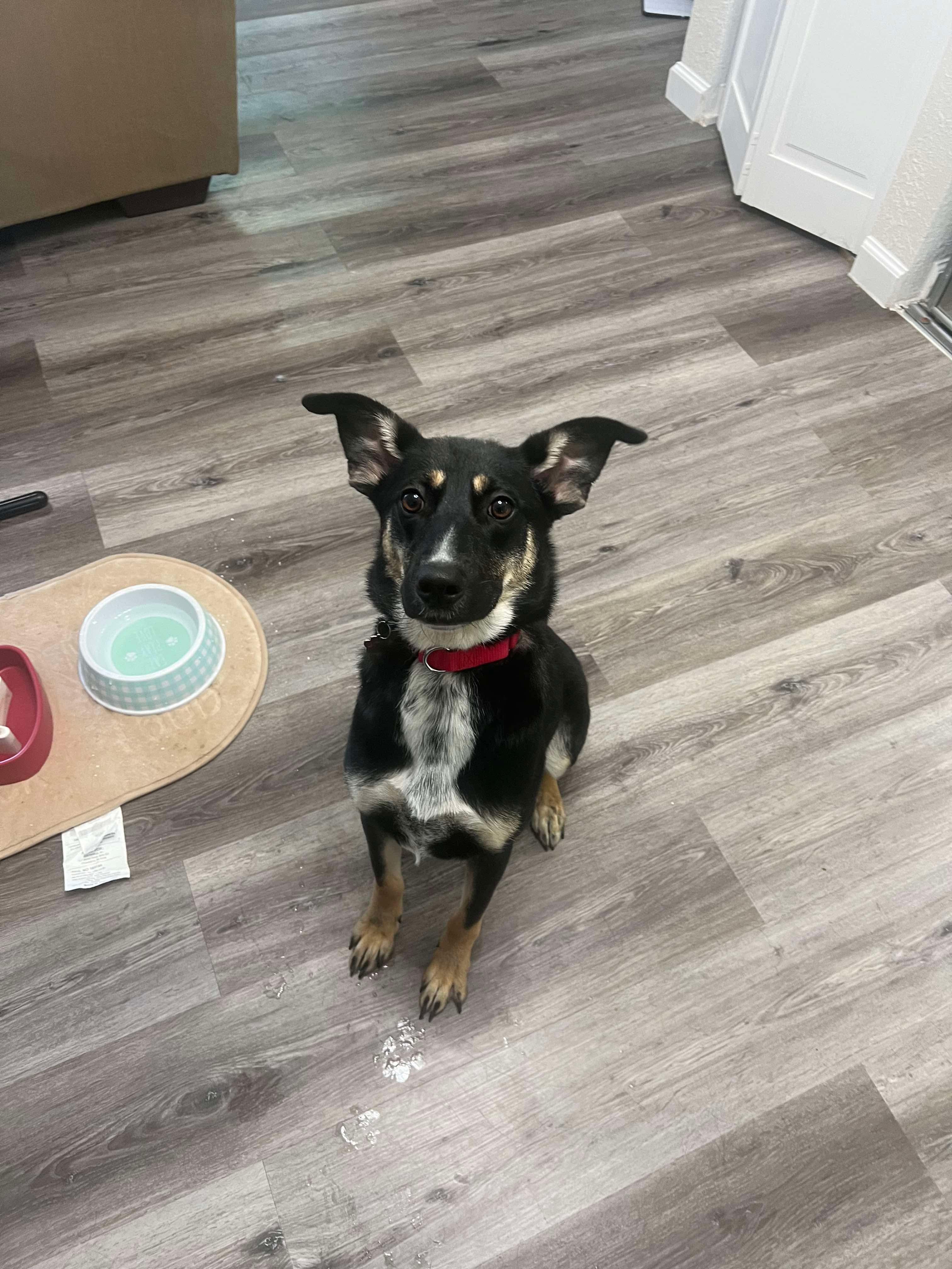 Enlarge Roxie, an adopted mixed breed in Fort Worth, TX image 6/6