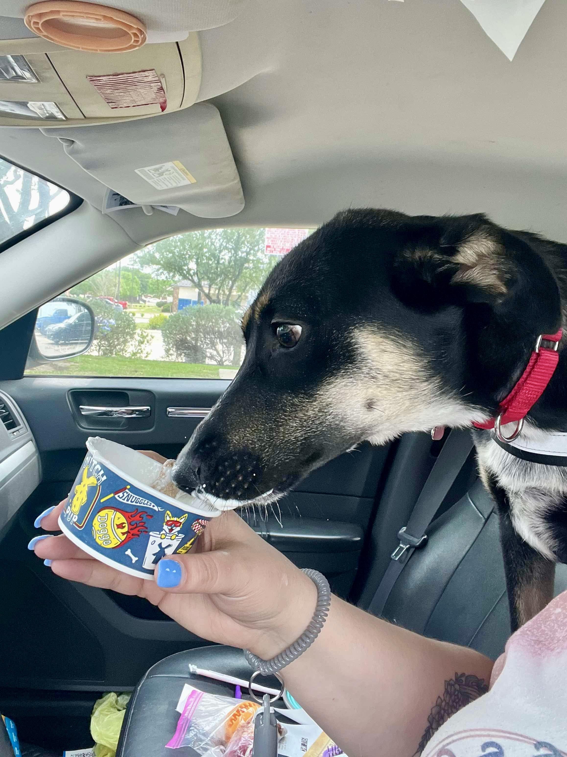 Enlarge Roxie, an adopted mixed breed in Fort Worth, TX image 4/6