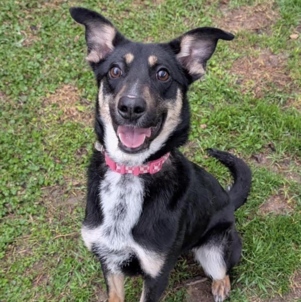 Enlarge Roxie, an adopted mixed breed in Fort Worth, TX image 1/6