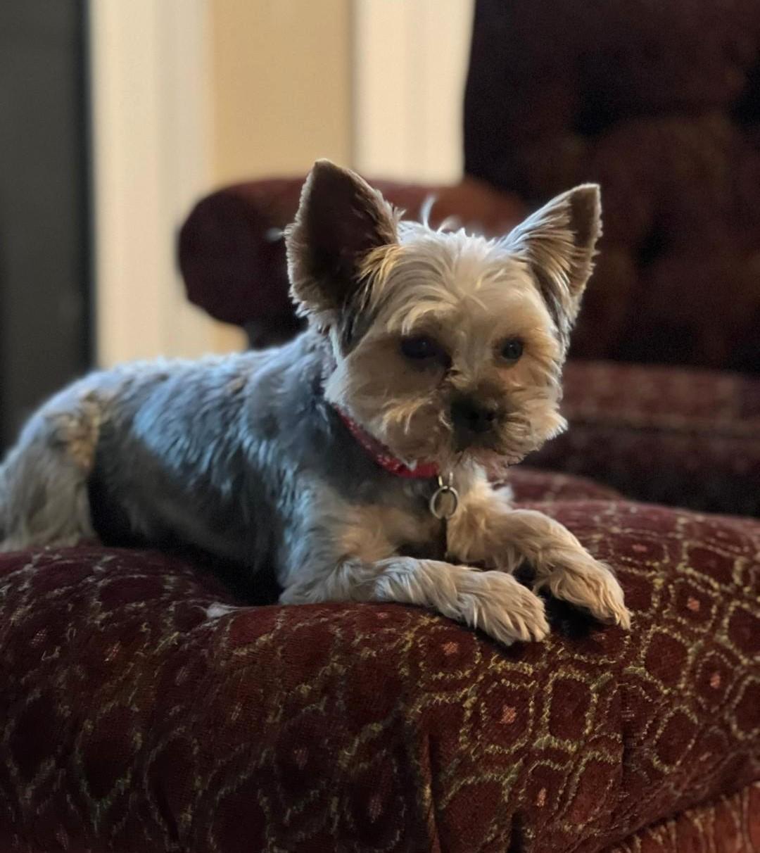 Enlarge Brady, a Adoptable Yorkshire Terrier in Crompond, NY image 1/1