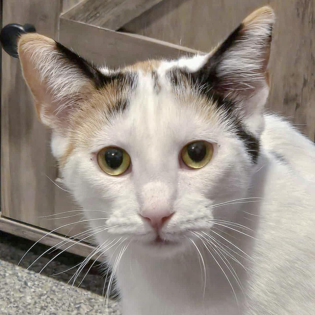 Friday, Adoptable, Kitten Female Calico & Domestic Short Hair.