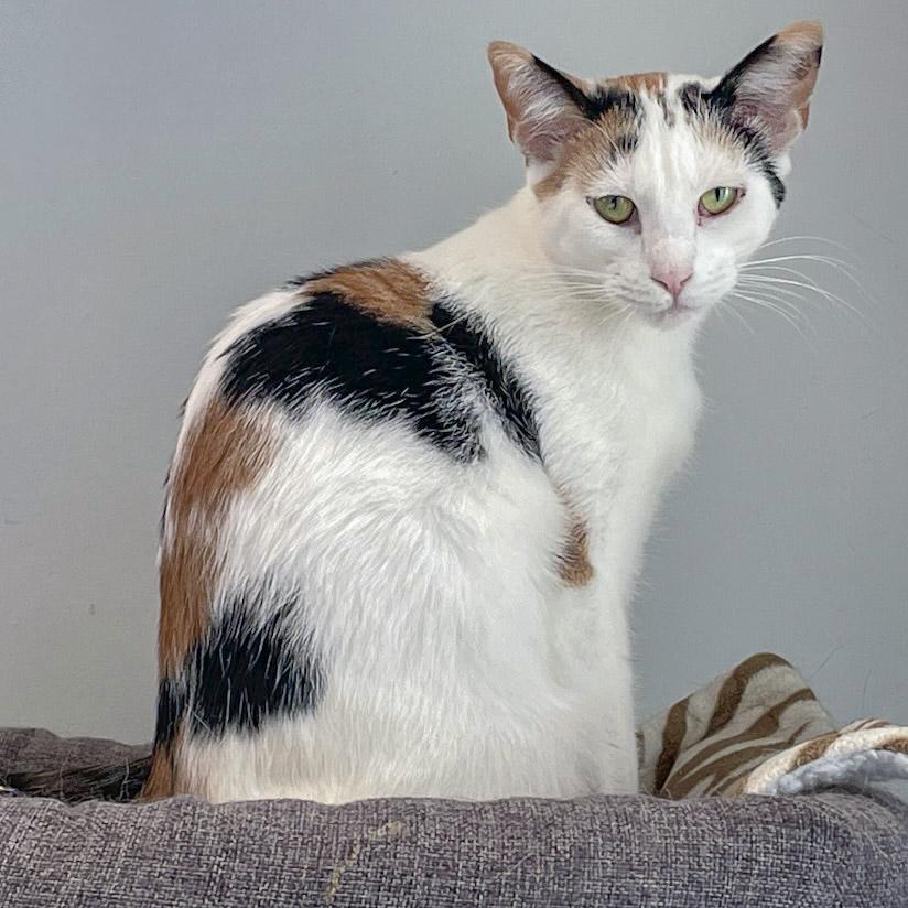 Enlarge Friday, a Adoptable mixed breed in Huntley, IL image 2/6