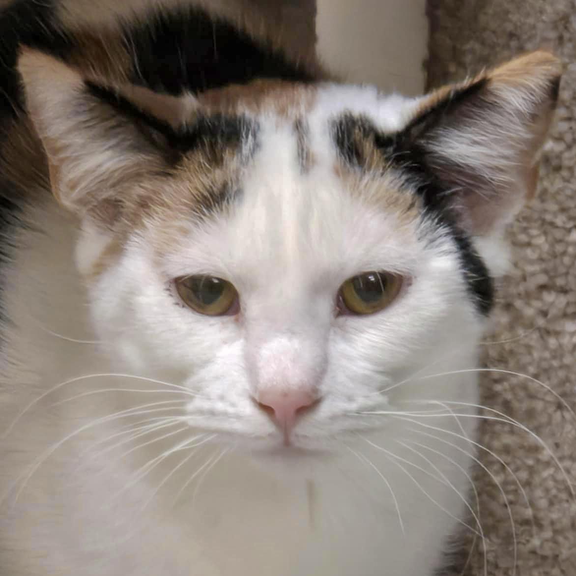 Friday, Baby Female Calico
